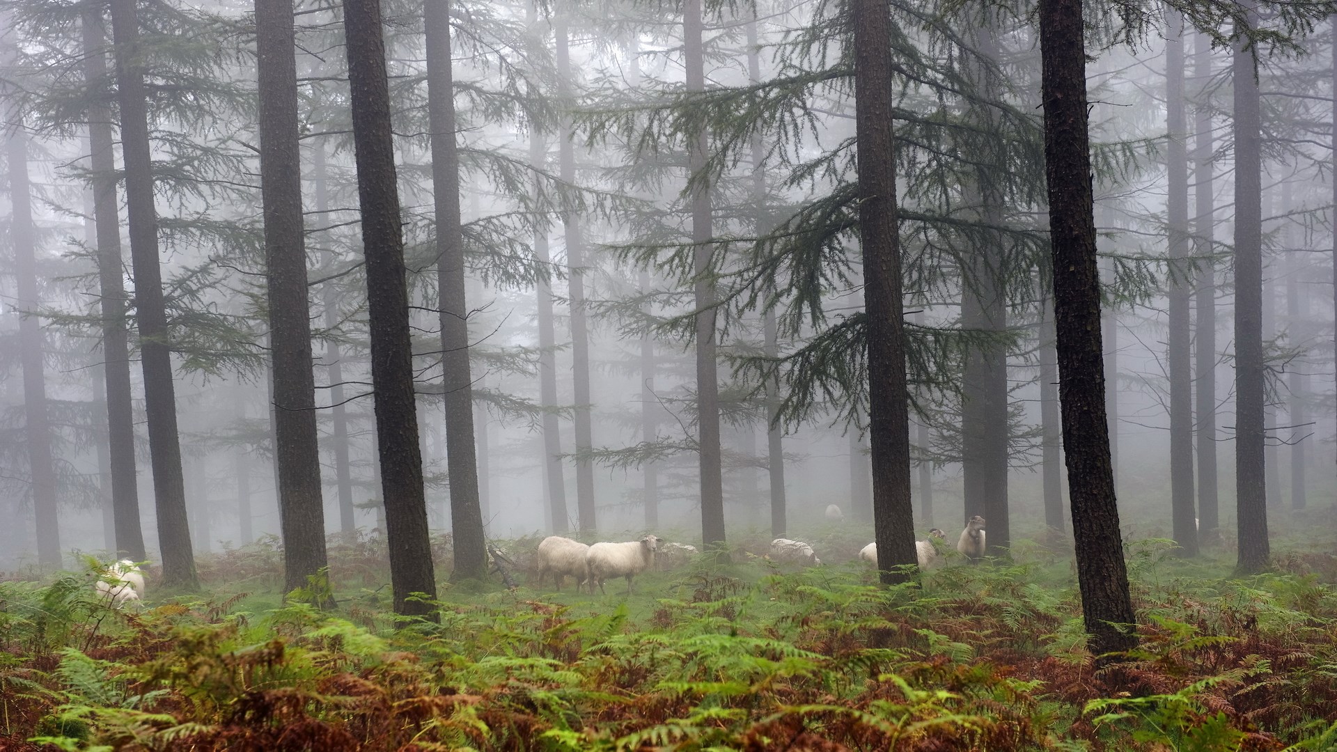 Sheep grazing in a foggy pine forest HD Wallpaper