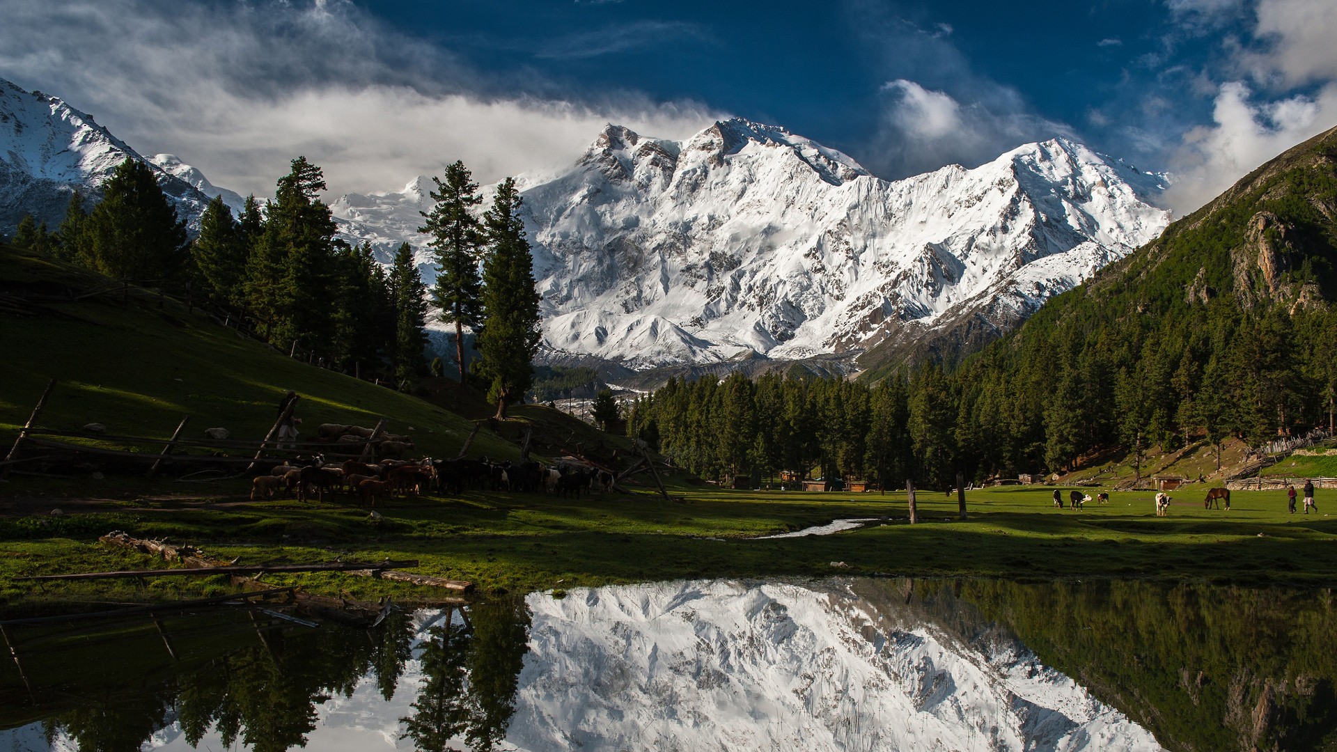 Snowy Mountains Reflected in a Lake with Pine Forest and Grazing Animals HD Wallpaper