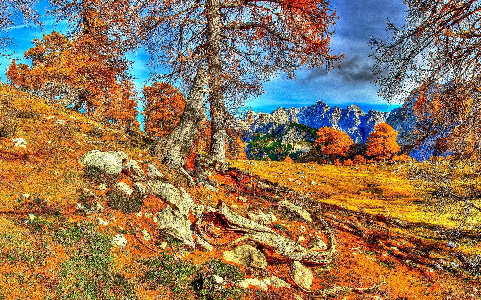 Autumn mountain landscape with trees and rocks HD Wallpaper