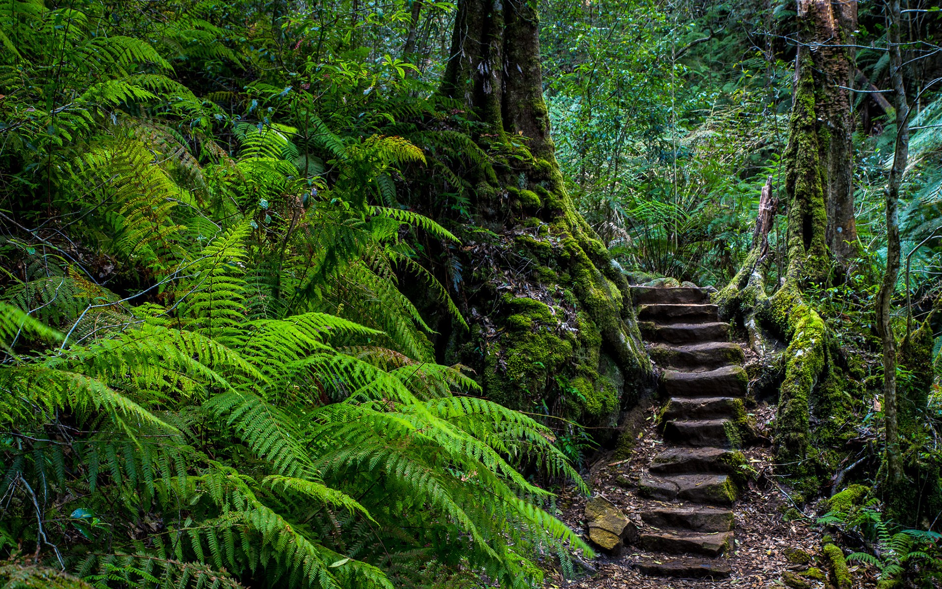 Mossy Stone Stairs Through Lush Fern Forest HD Wallpaper
