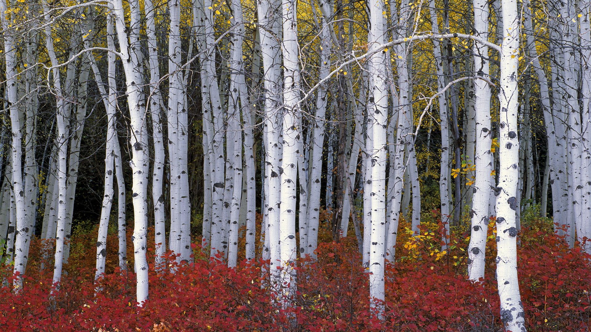 Aspen trees with red and yellow foliage HD Wallpaper