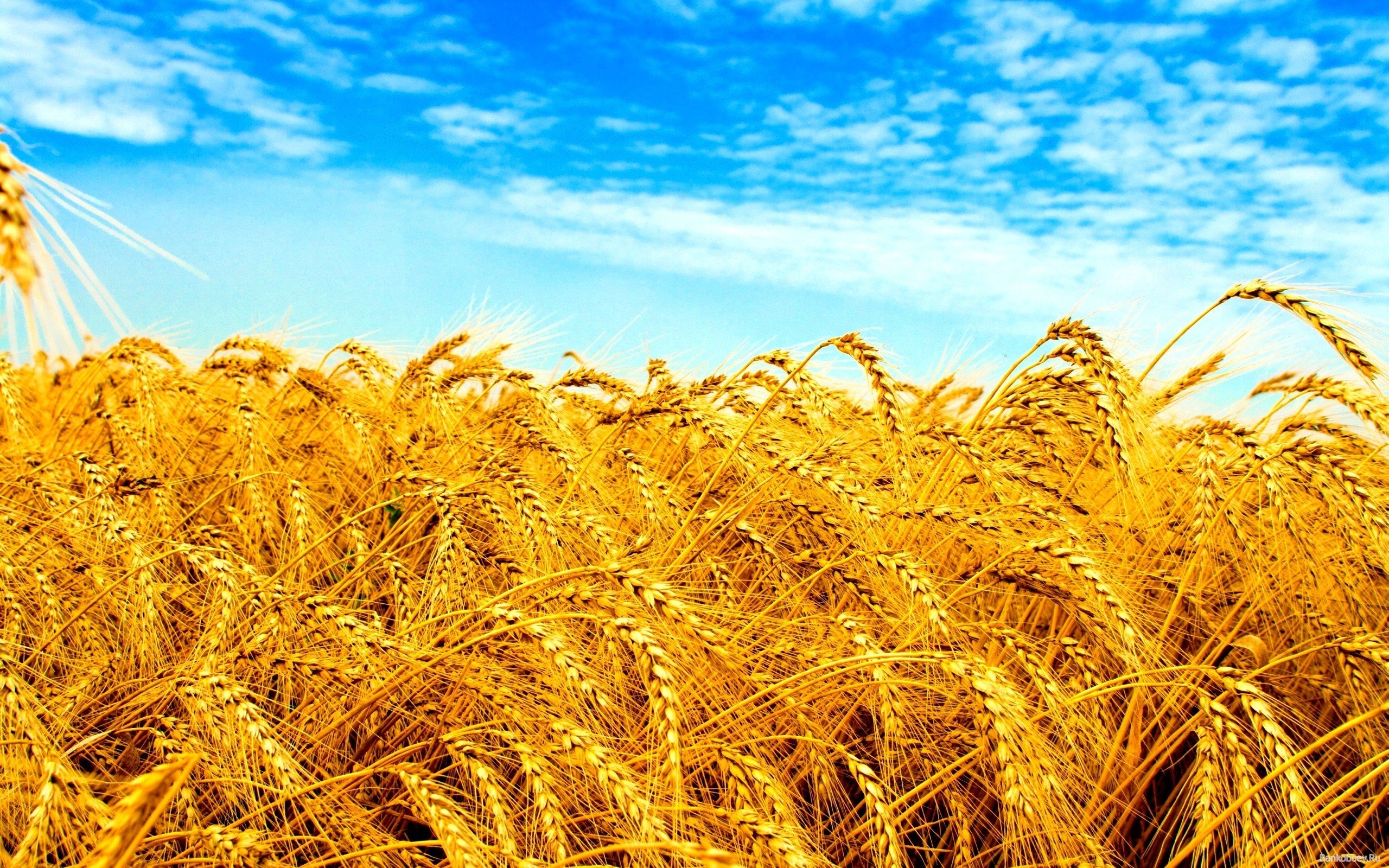 Wheat field under a blue sky HD Wallpaper
