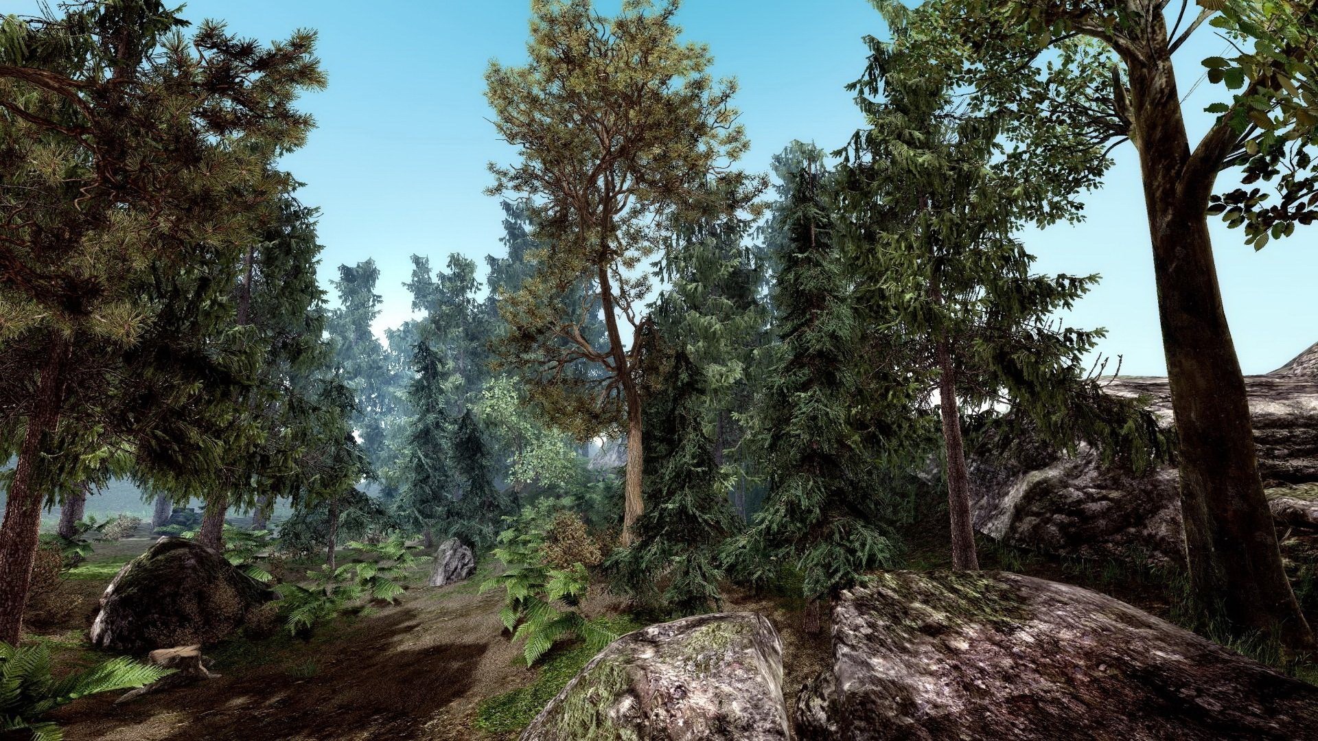 A dense forest with tall trees and rocks HD Wallpaper