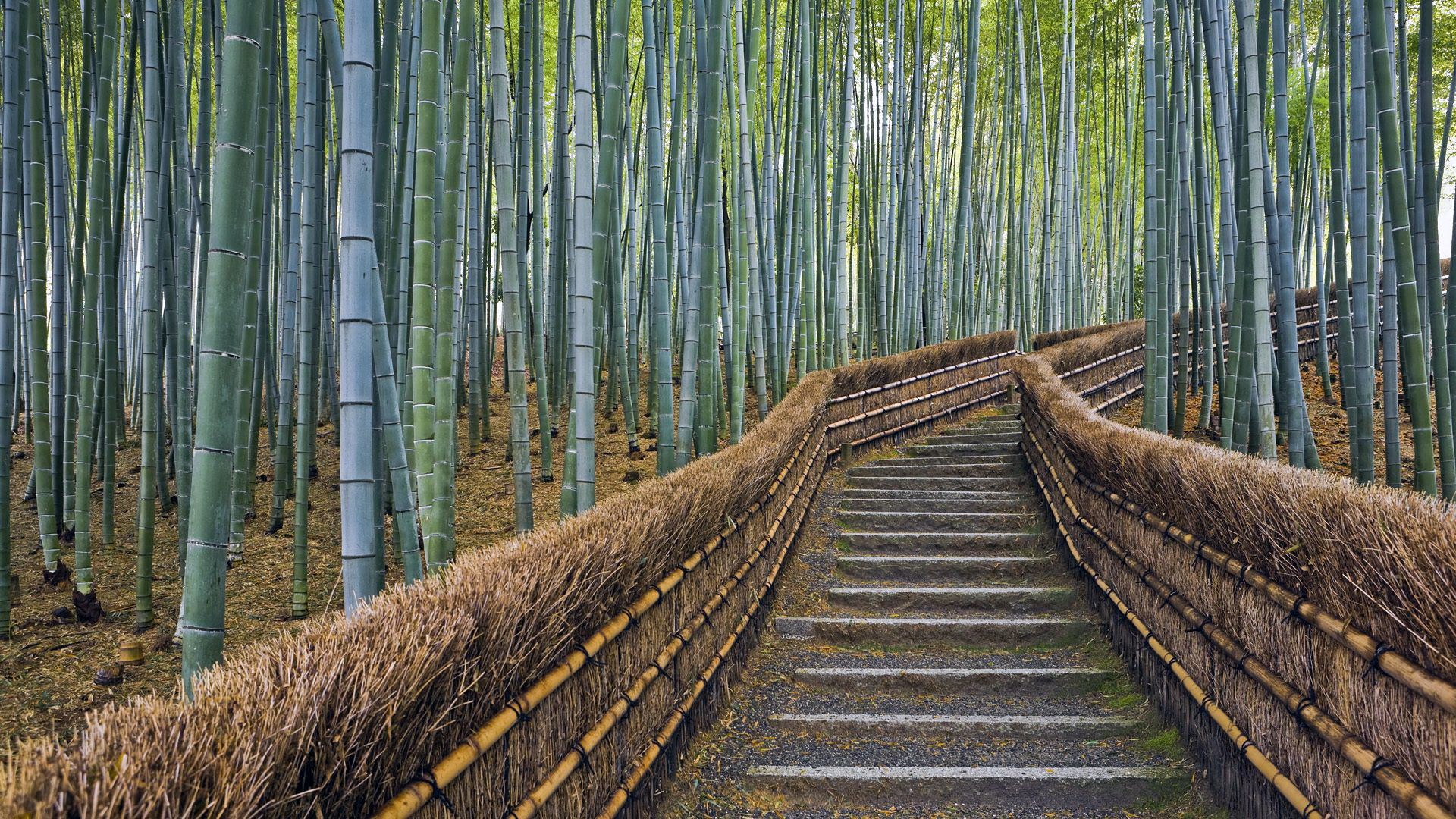 Stone stairs ascend through a bamboo forest with a bamboo fence HD Wallpaper