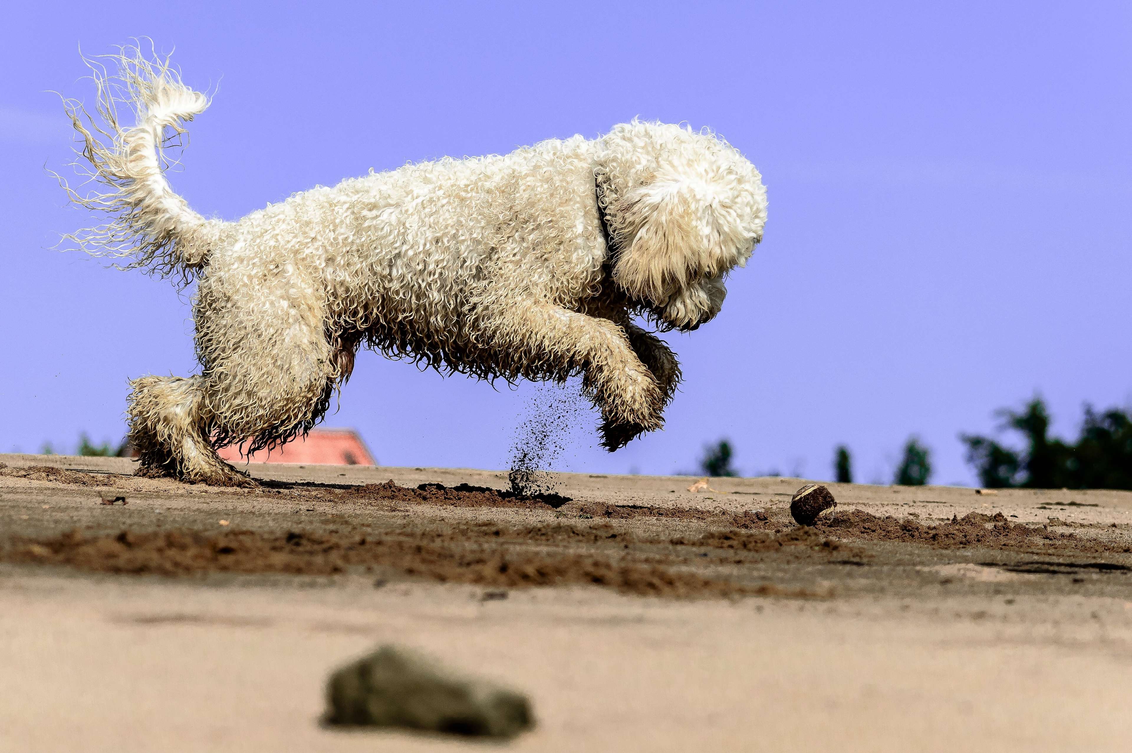 A fluffy dog jumps on a sandy beach HD Wallpaper