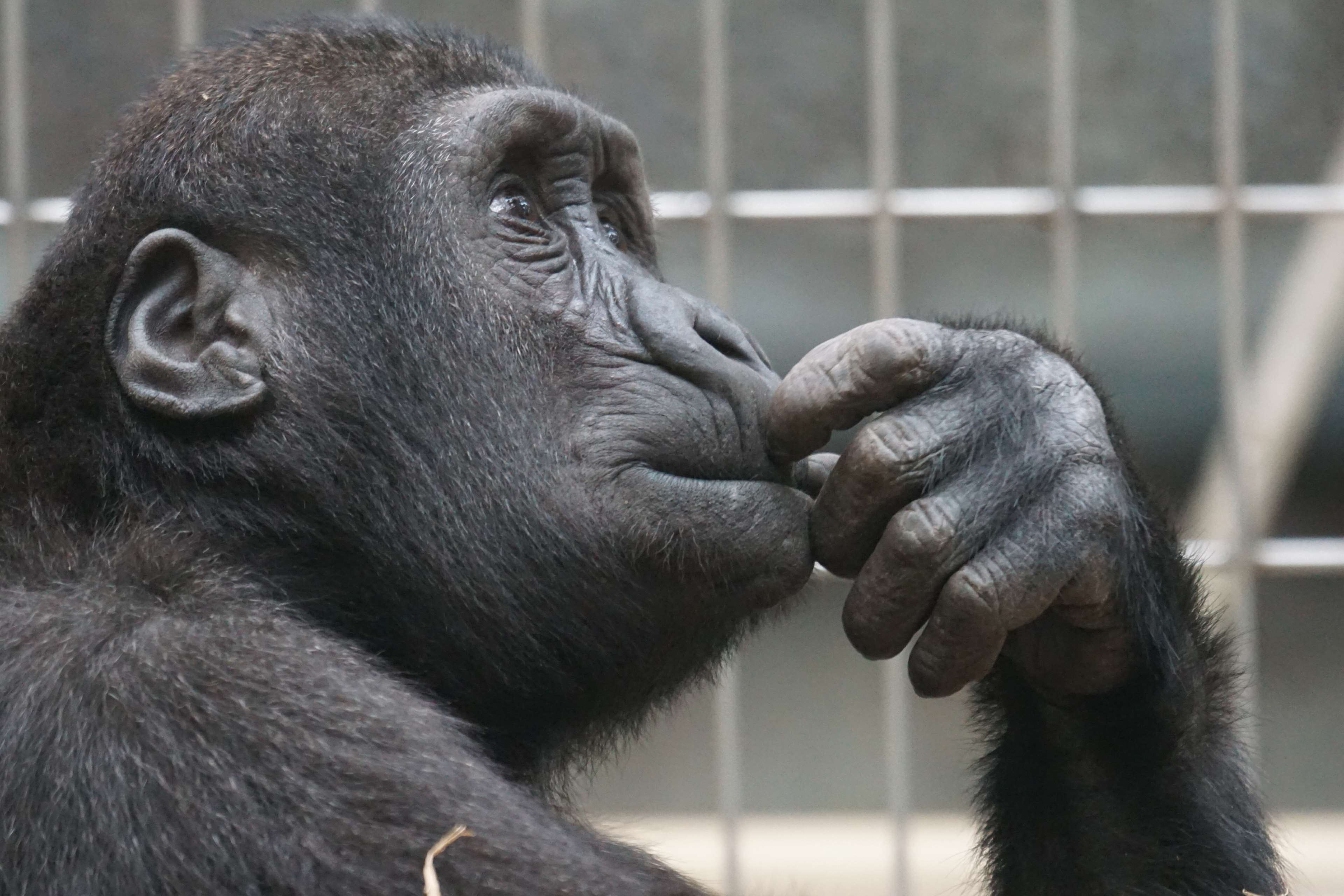 Gorilla thinking in a zoo enclosure HD Wallpaper