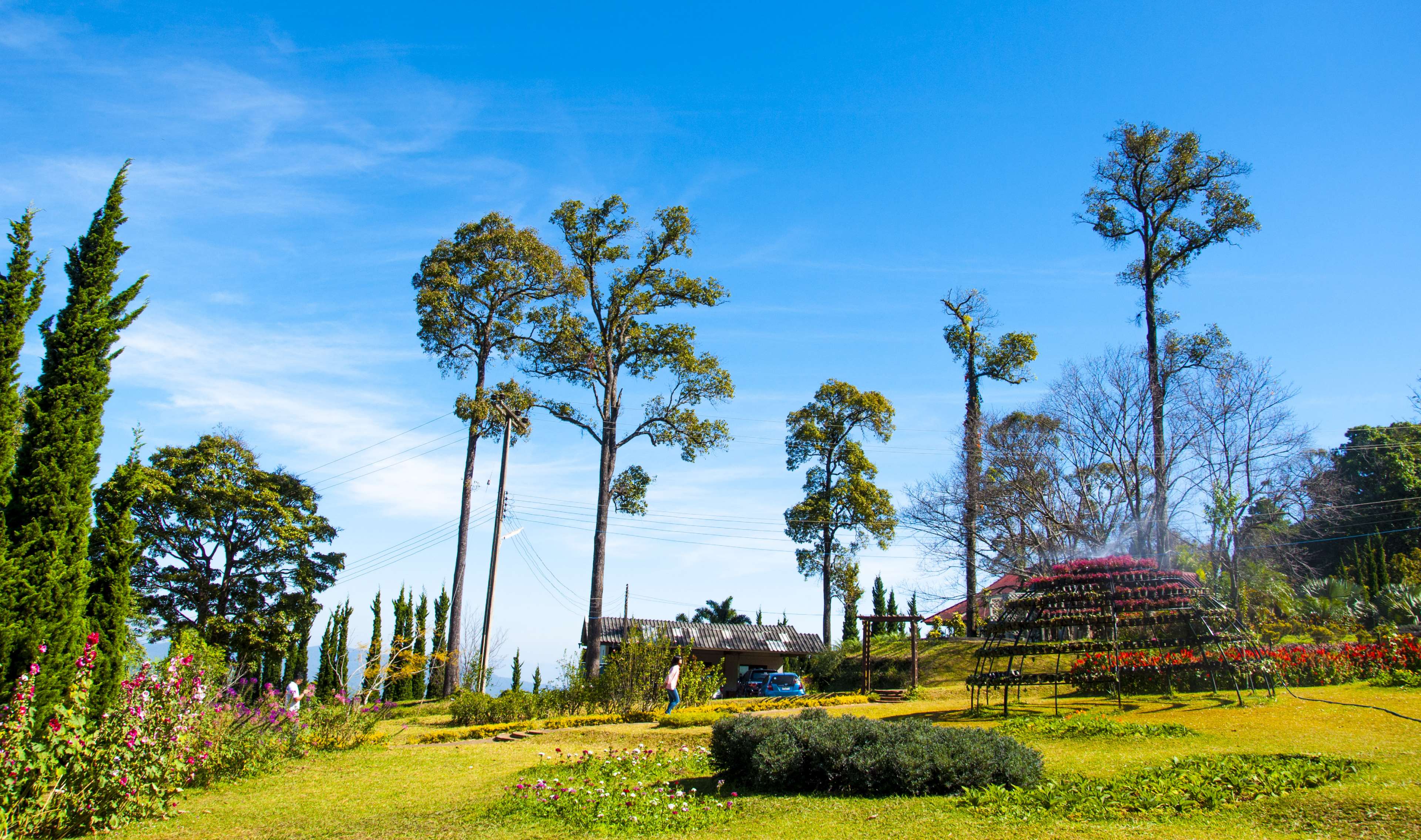 Garden with trees and flowers under blue sky 4K HD Wallpaper