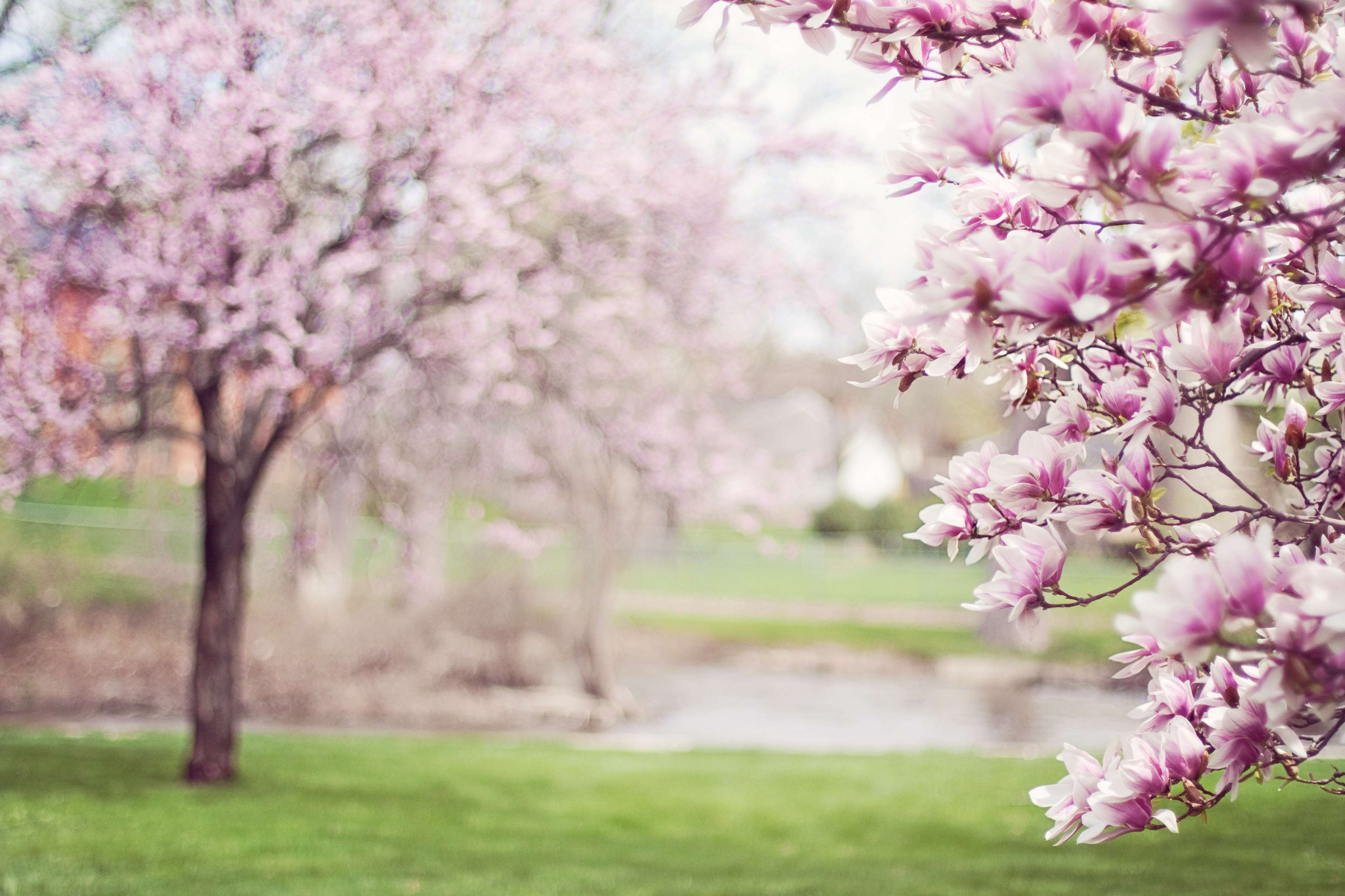Pink Magnolia Blossoms in Spring Park 4K HD Wallpaper