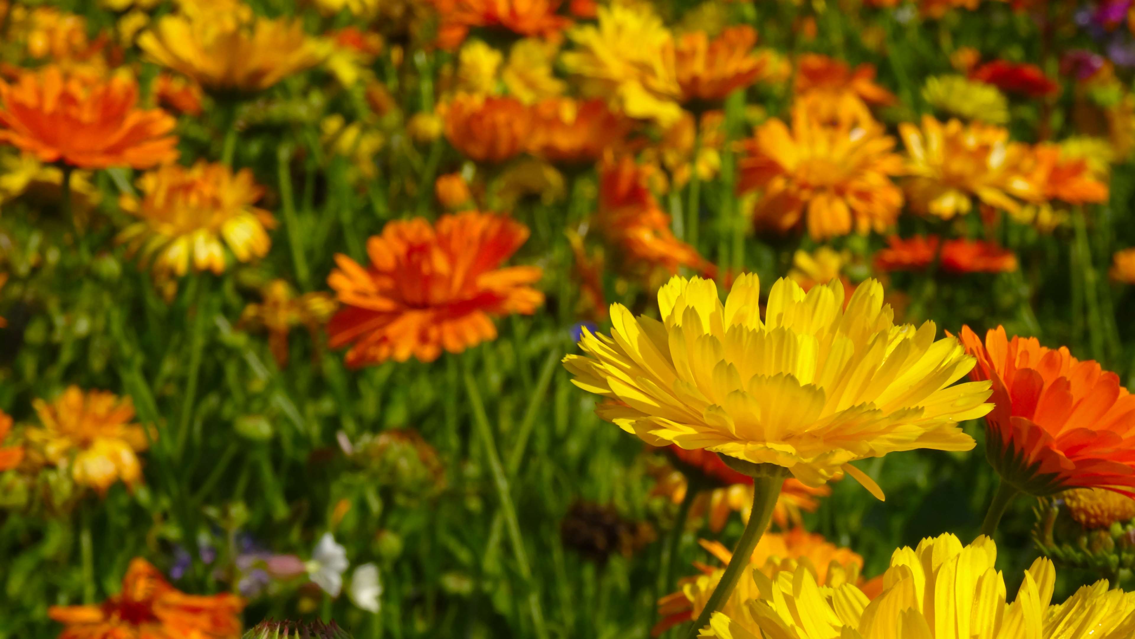 Field of yellow and orange marigolds in bloom 4K HD Wallpaper