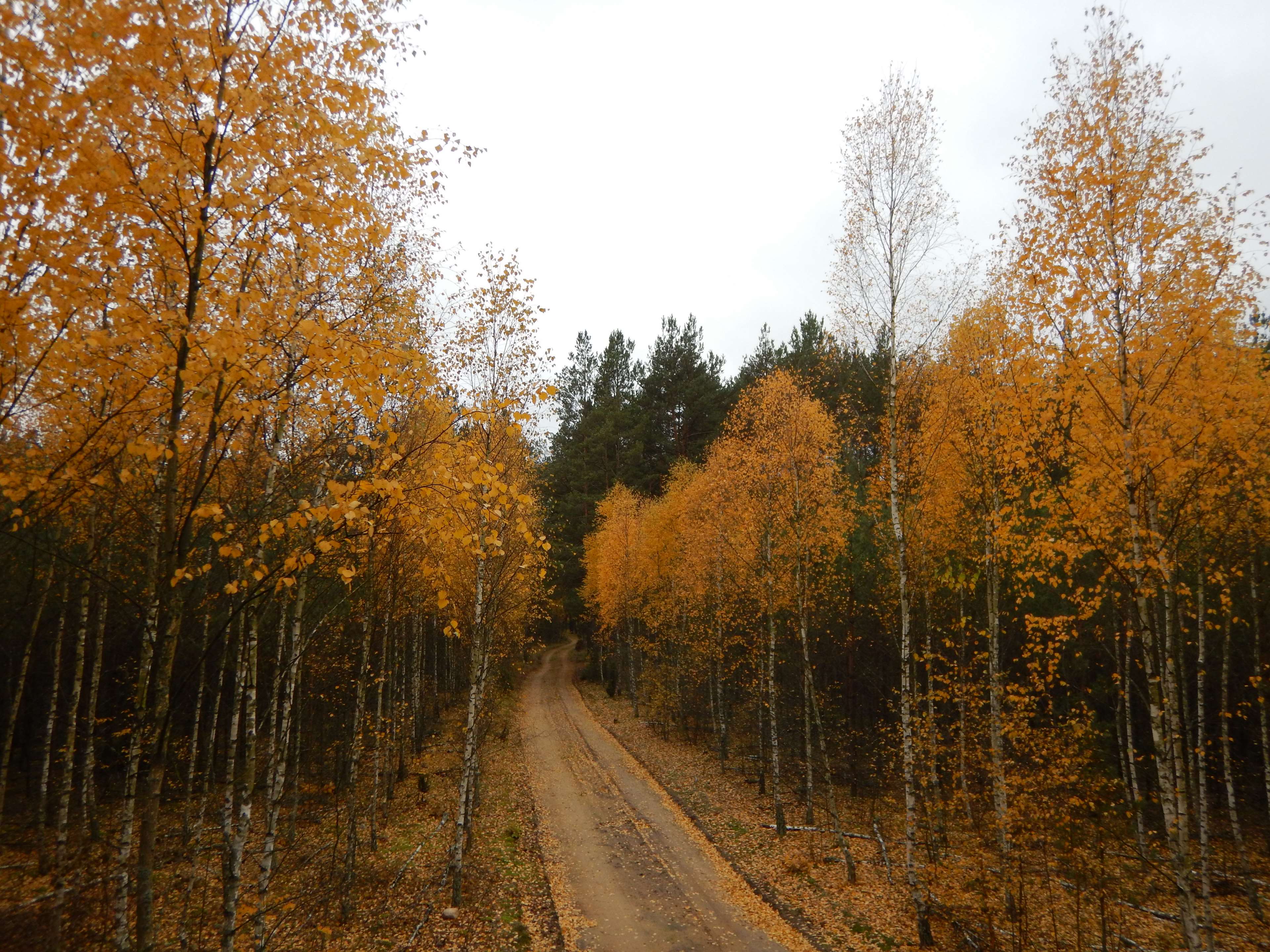 Autumn forest road 4K HD Wallpaper