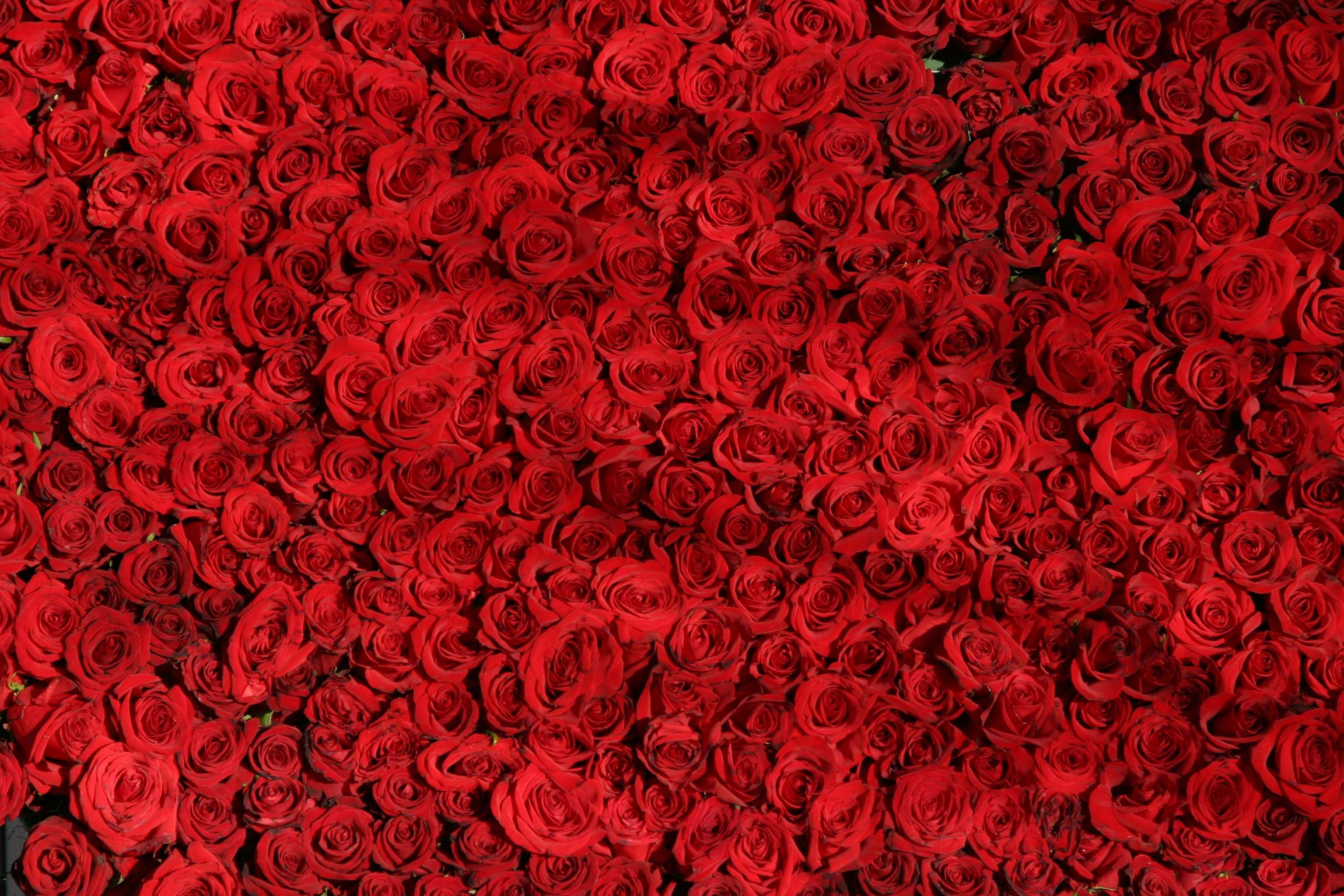 A dense arrangement of red roses HD Wallpaper