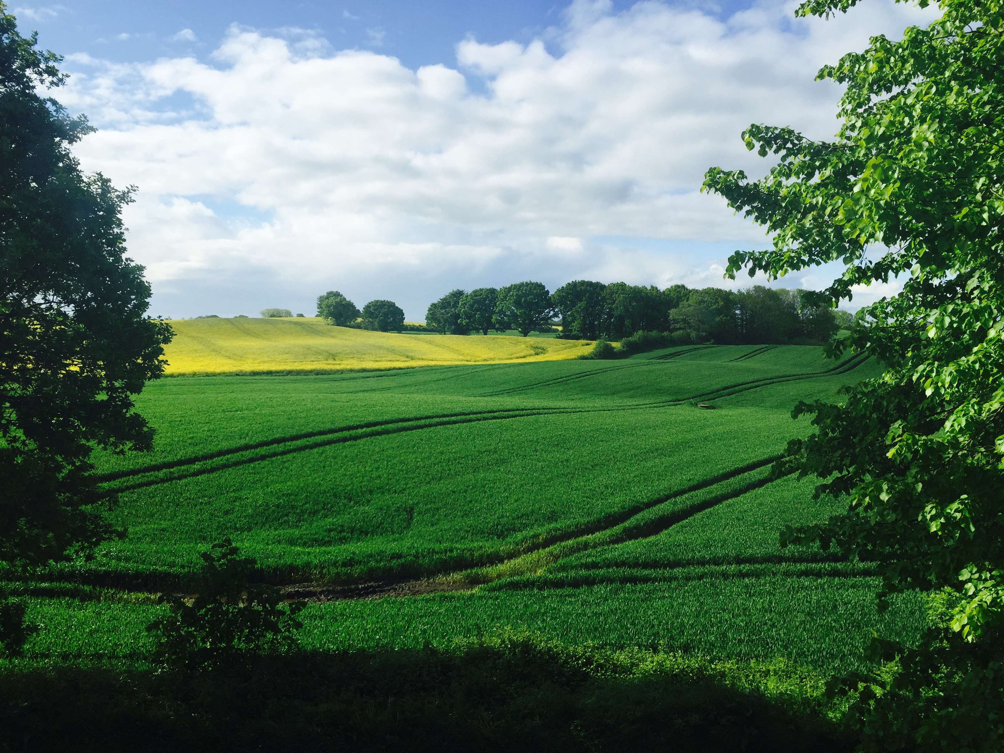 Green fields and yellow rapeseed field under a cloudy sky HD Wallpaper