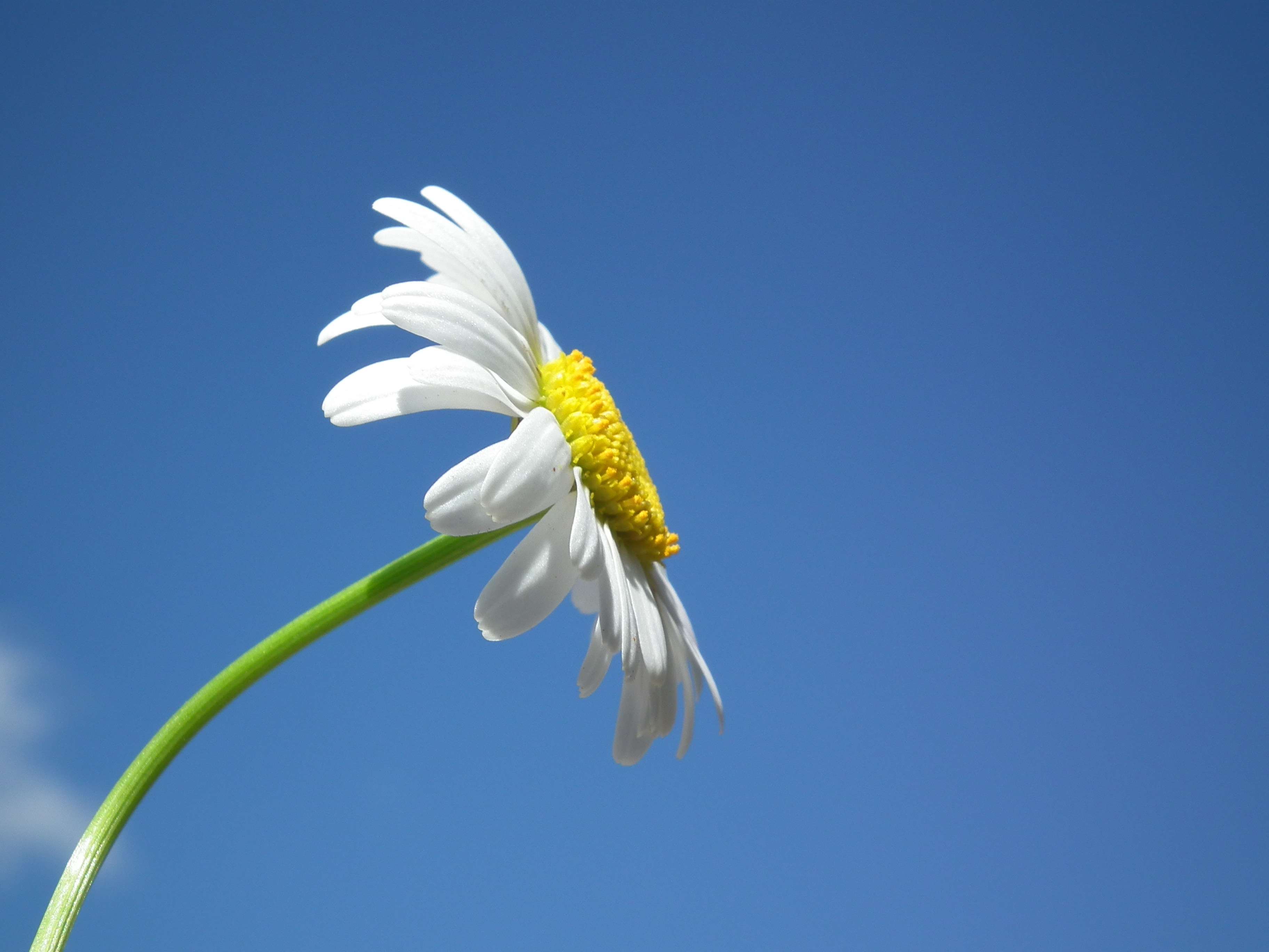 Daisy flower against a blue sky HD Wallpaper