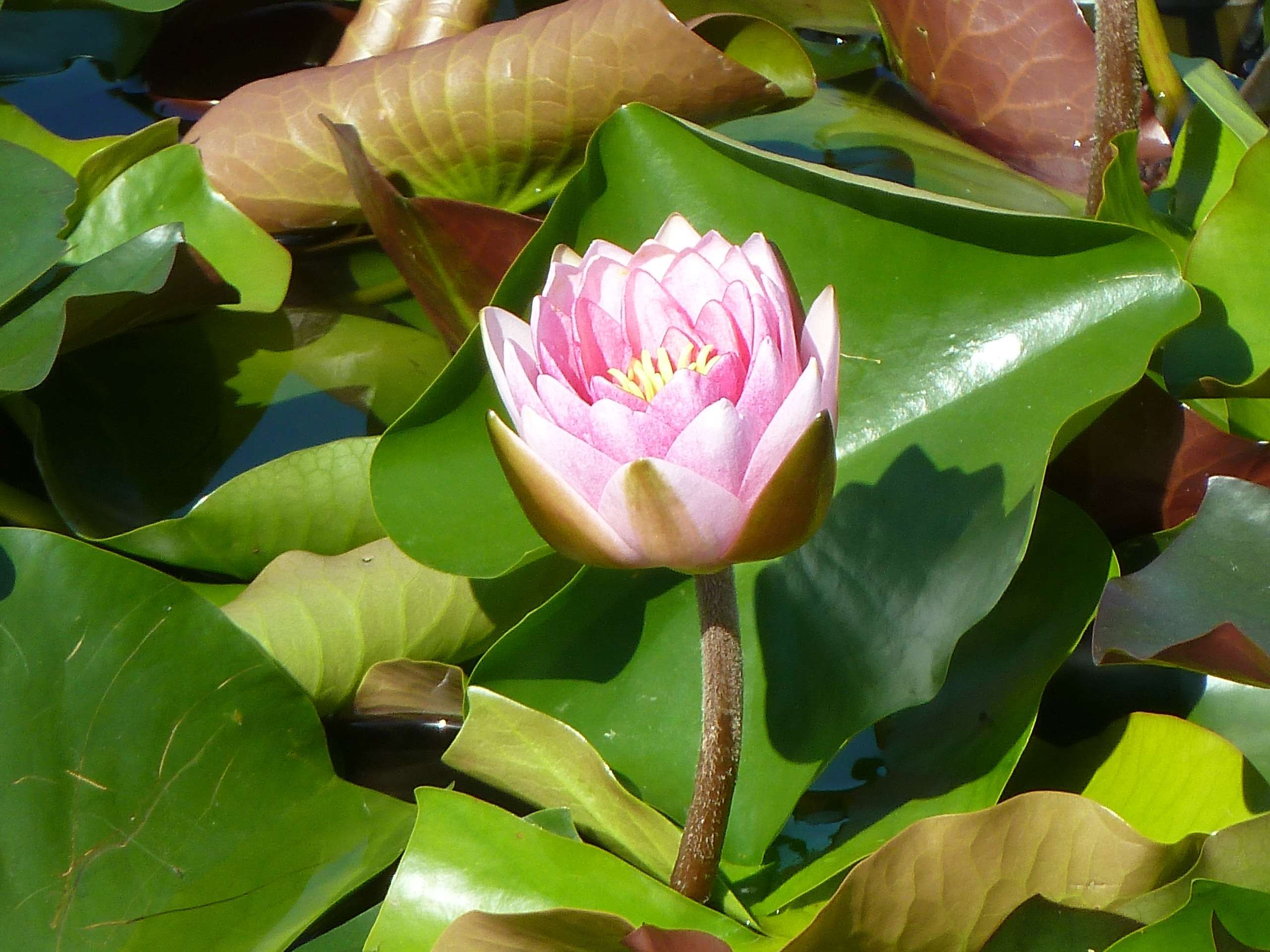 Pink water lily bloom surrounded by lily pads HD Wallpaper