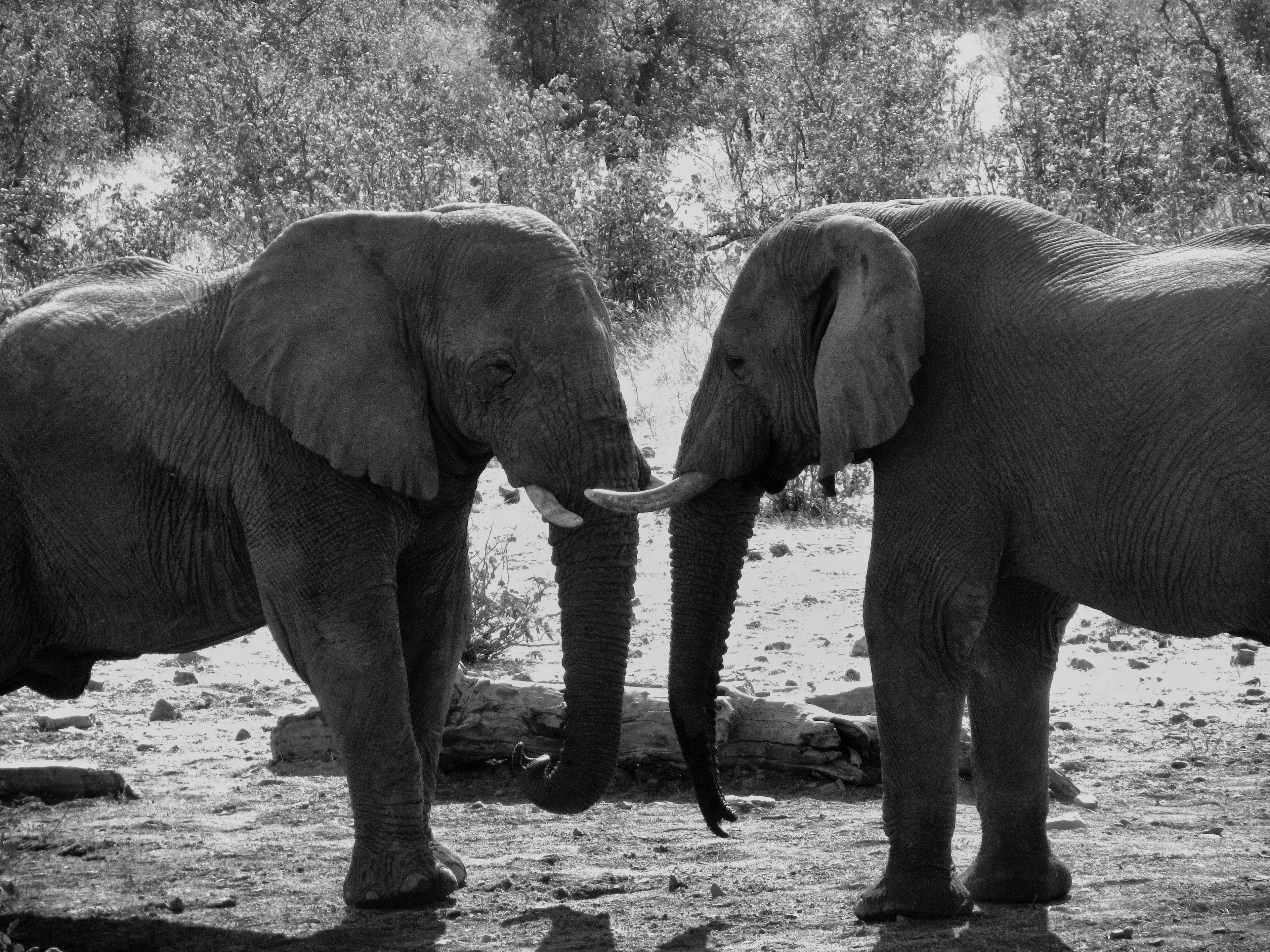 Two elephants touching trunks in black and white HD Wallpaper