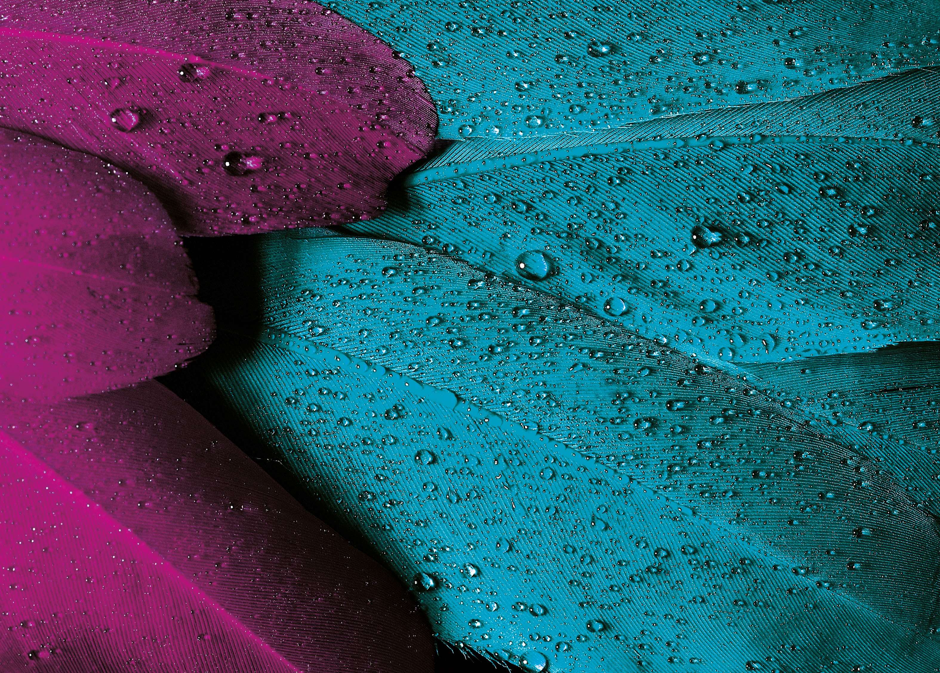 Close-up of pink and turquoise feathers with water drops HD Wallpaper