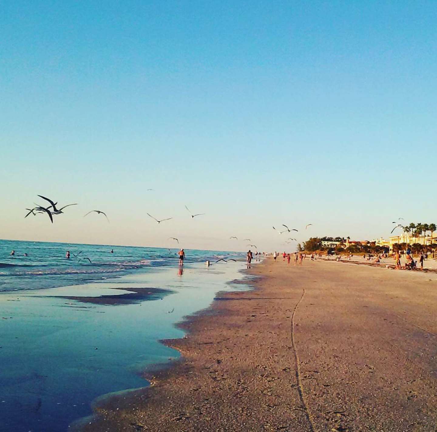 Beach with seagulls and people in Florida HD Wallpaper