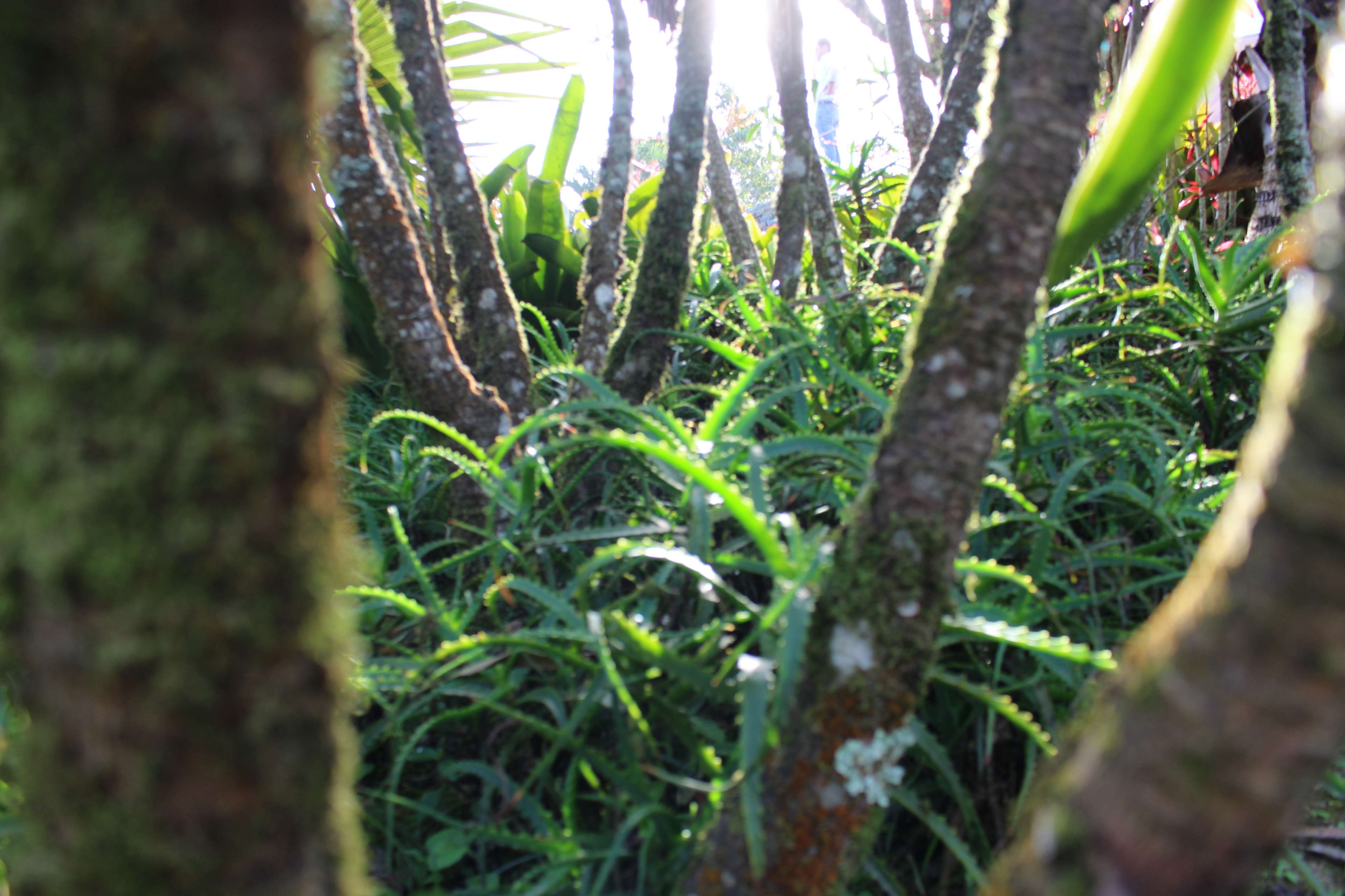 Exotic trees in a tropical rainforest HD Wallpaper