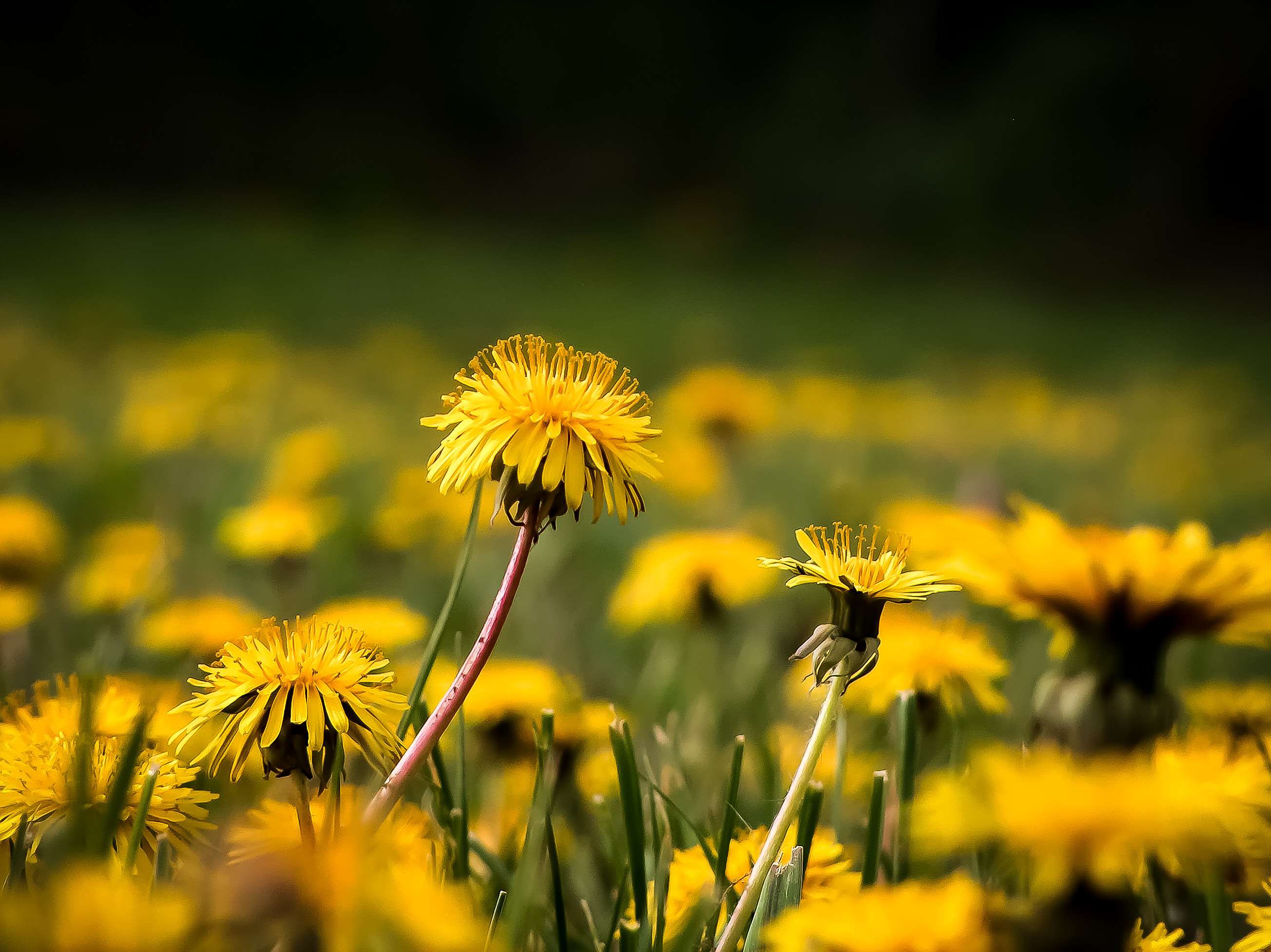 Field of yellow dandelions in green grass HD Wallpaper