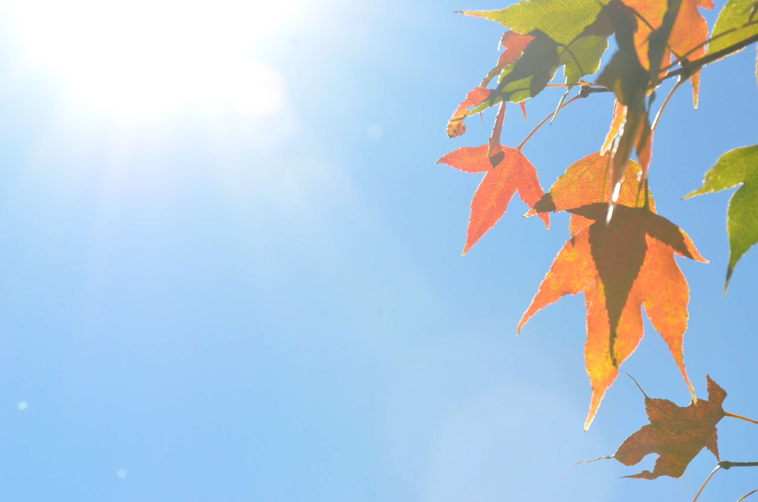 Autumn maple leaves against a bright blue sky with sun rays HD Wallpaper