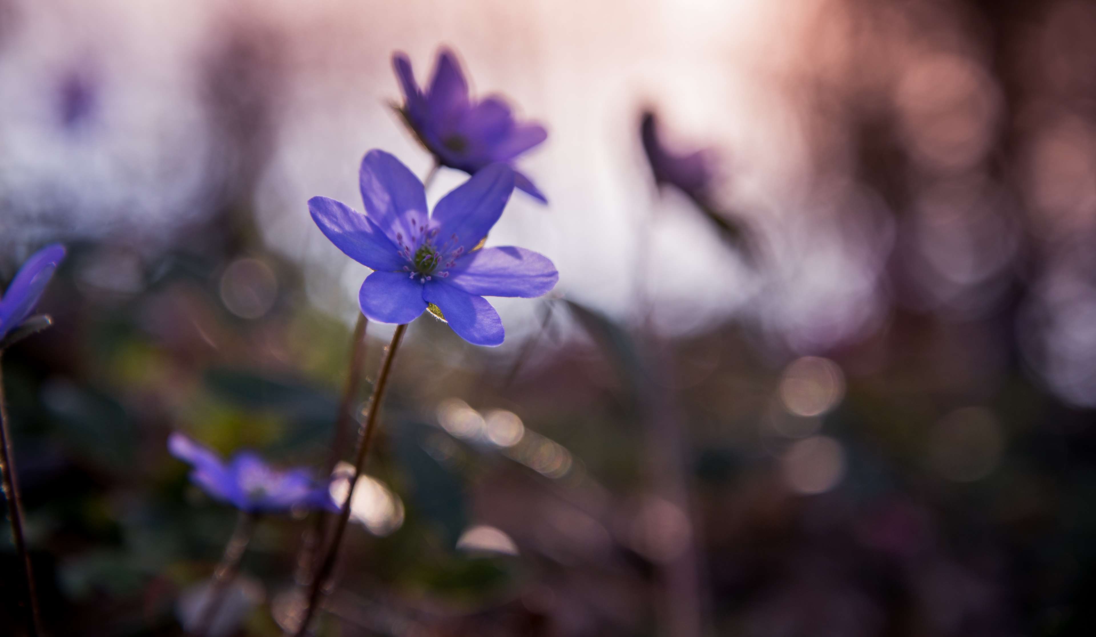 Violet flowers in a forest 4K HD Wallpaper