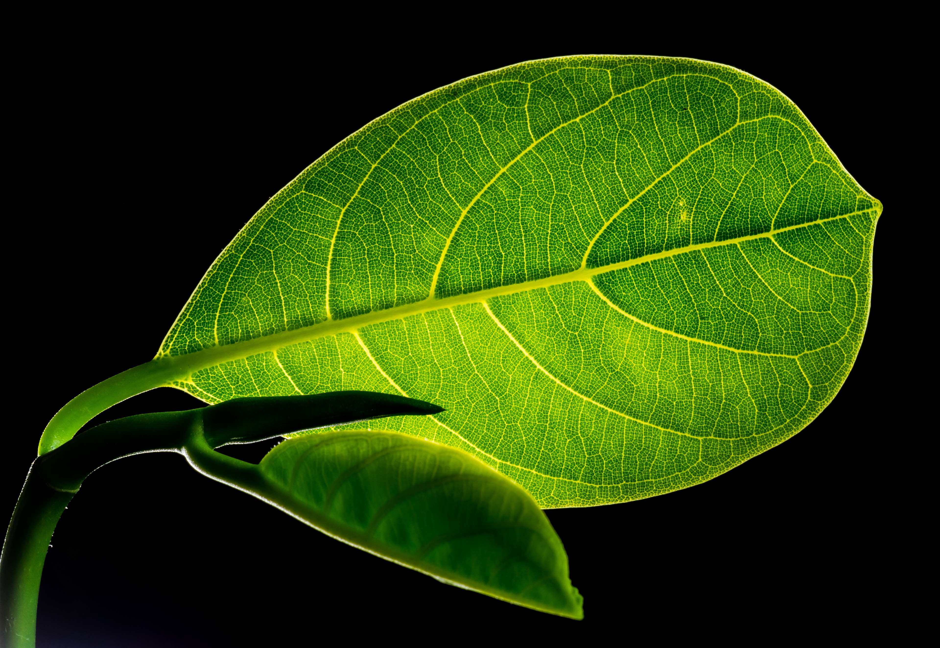 Close-up of a backlit green jackfruit leaf with veins HD Wallpaper