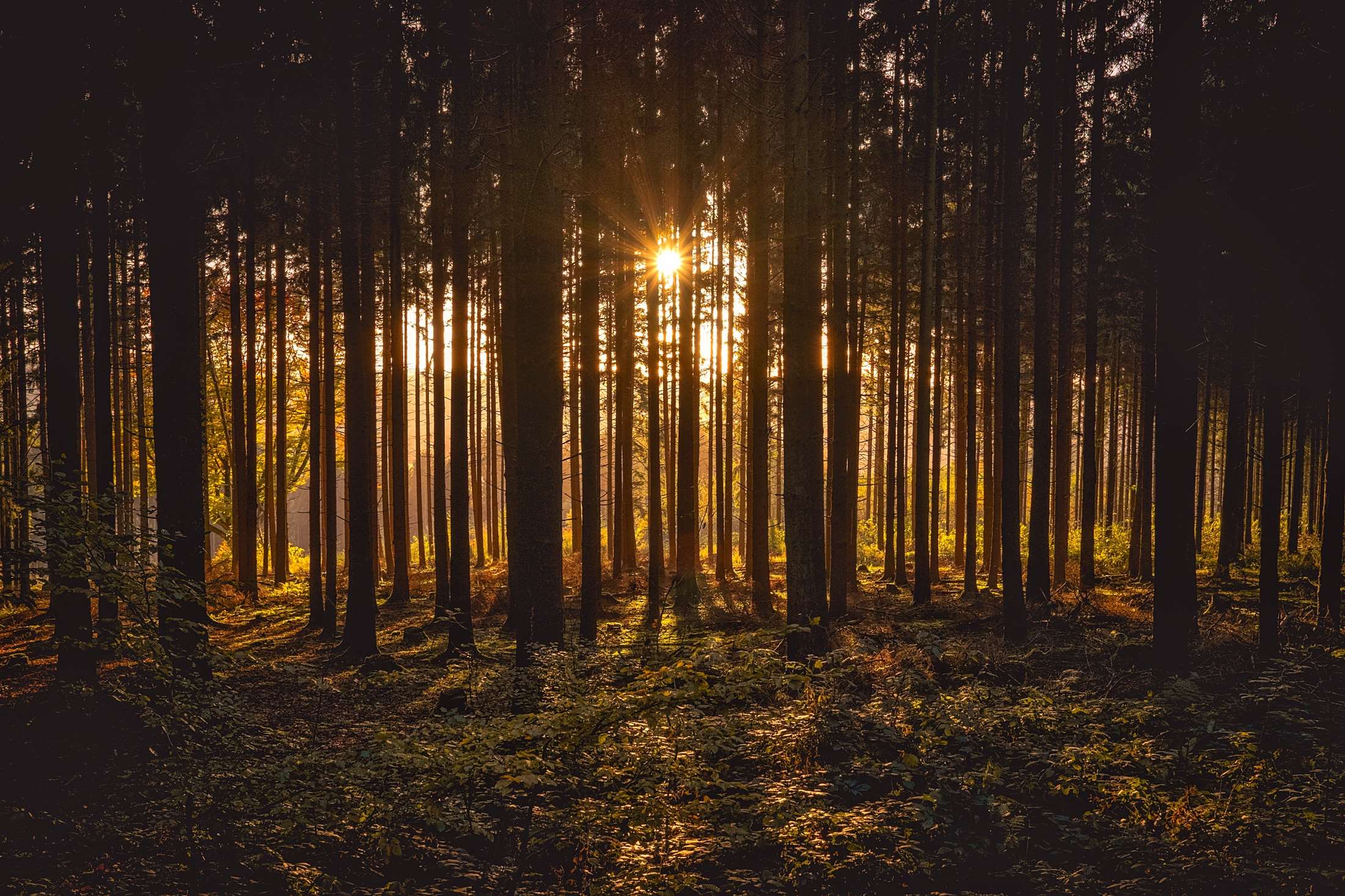 Sunlight filtering through a dense forest at dawn or dusk HD Wallpaper
