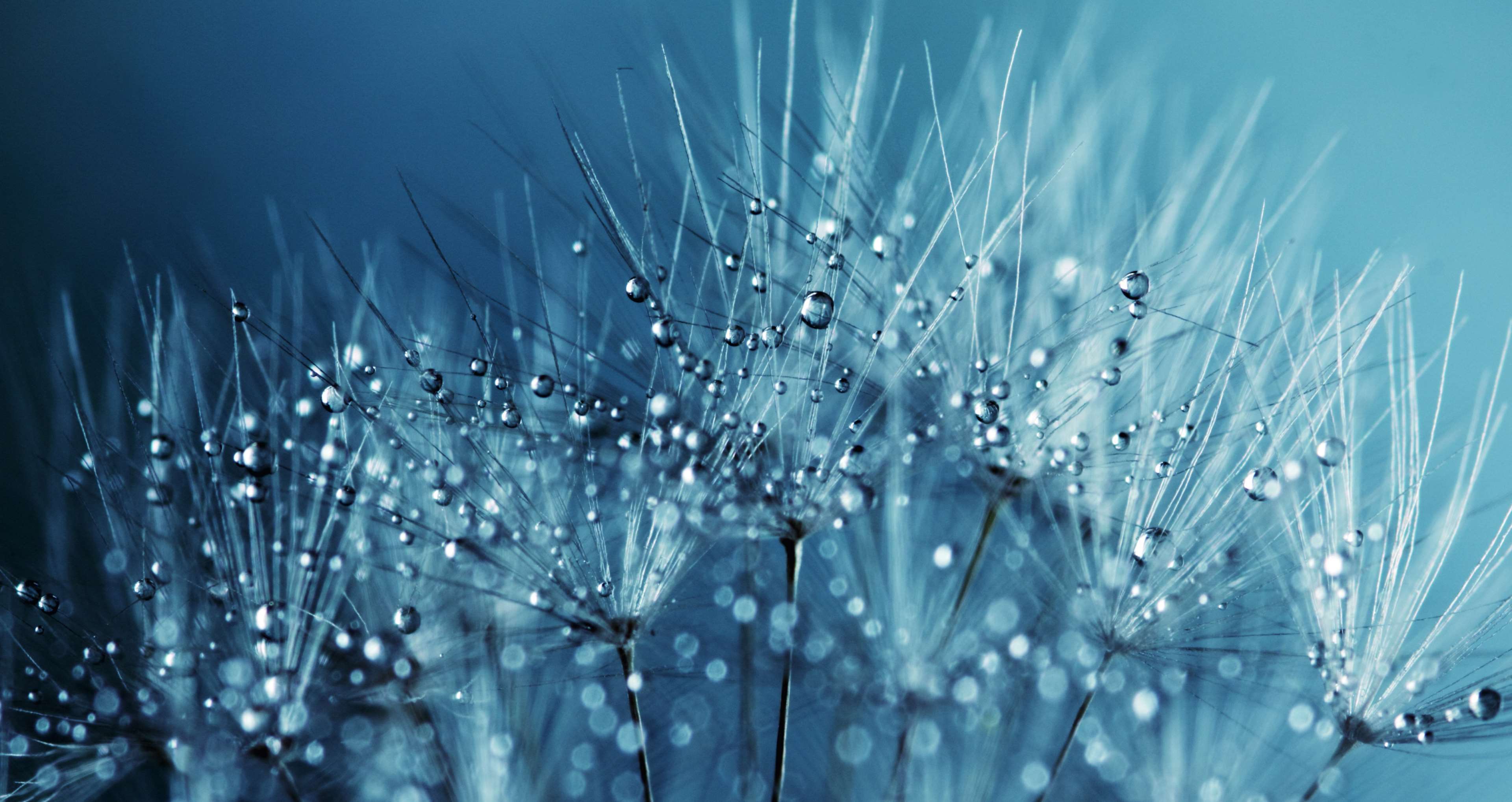 Close up of dandelion seeds with water droplets HD Wallpaper