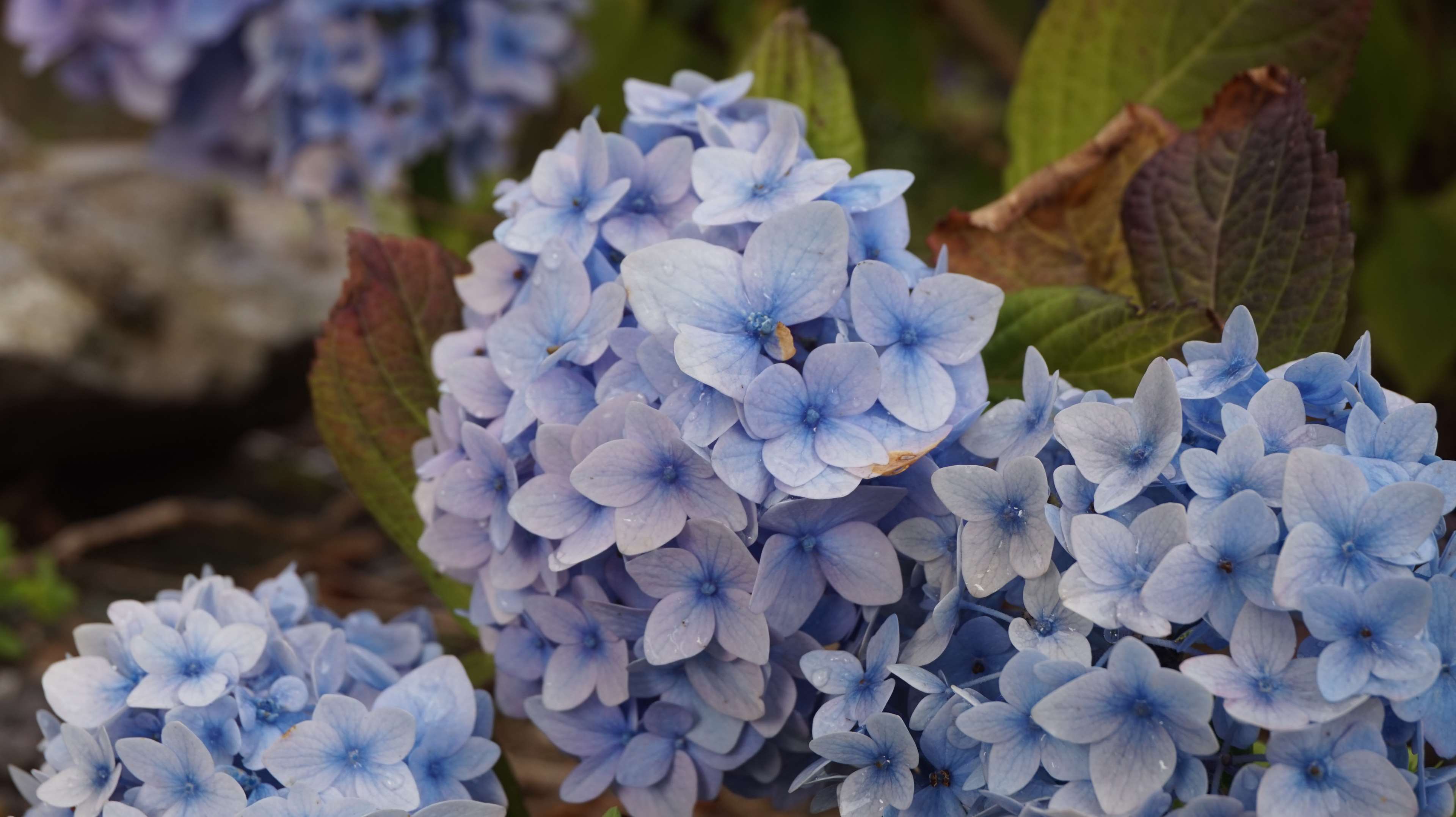 Close-up of blue hydrangeas in bloom HD Wallpaper