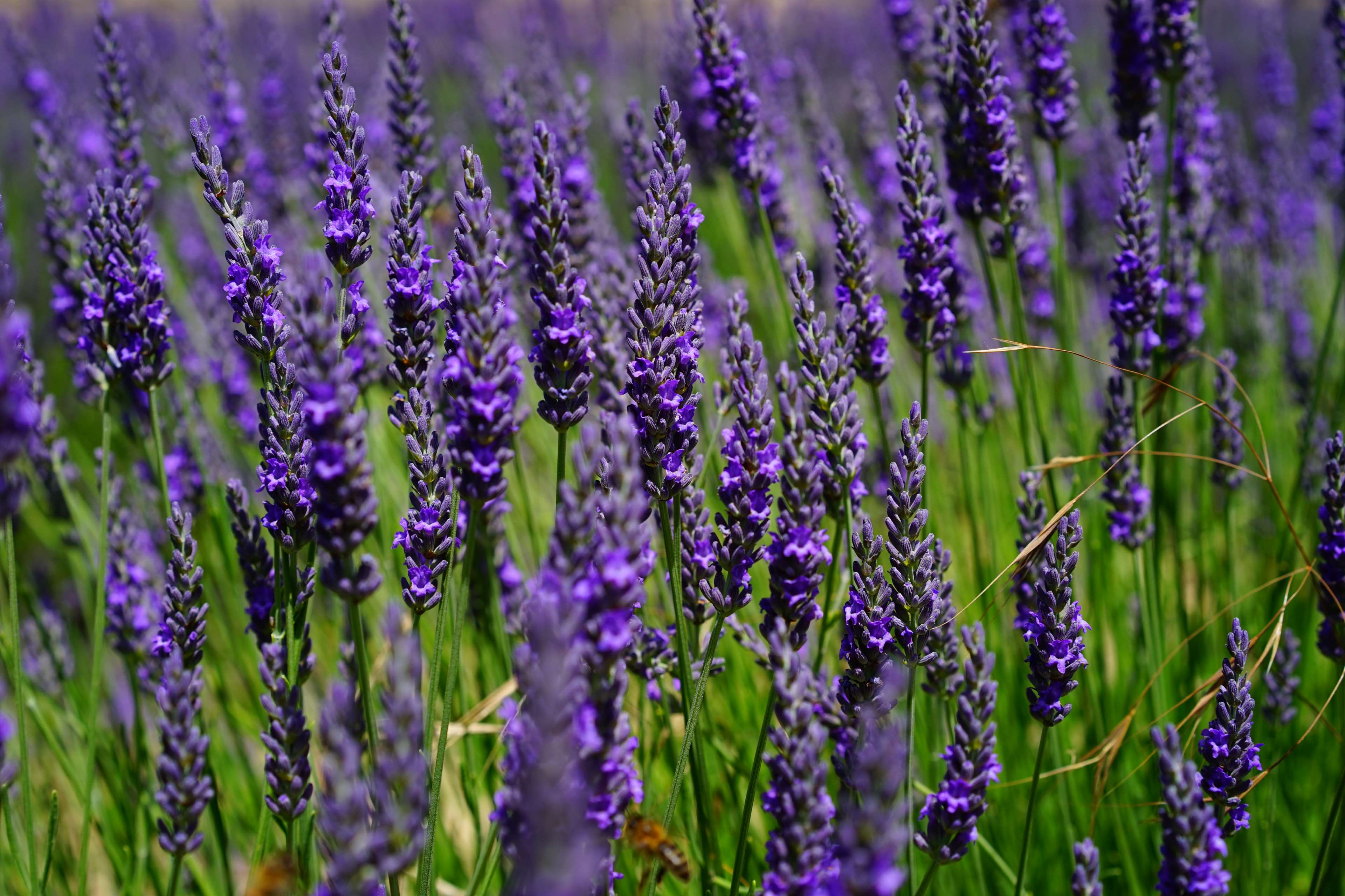 Field of blooming purple lavender flowers HD Wallpaper