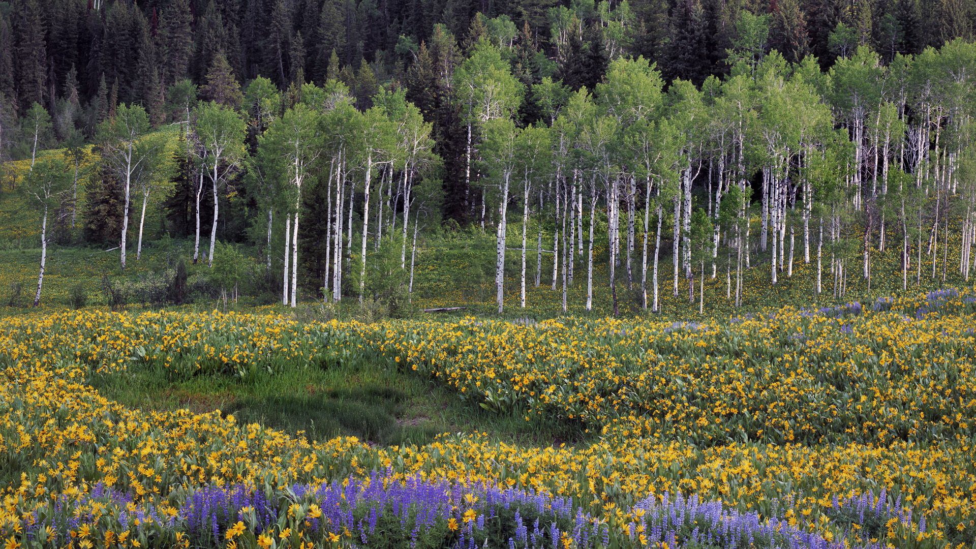 Field of wildflowers with aspen and pine trees HD Wallpaper