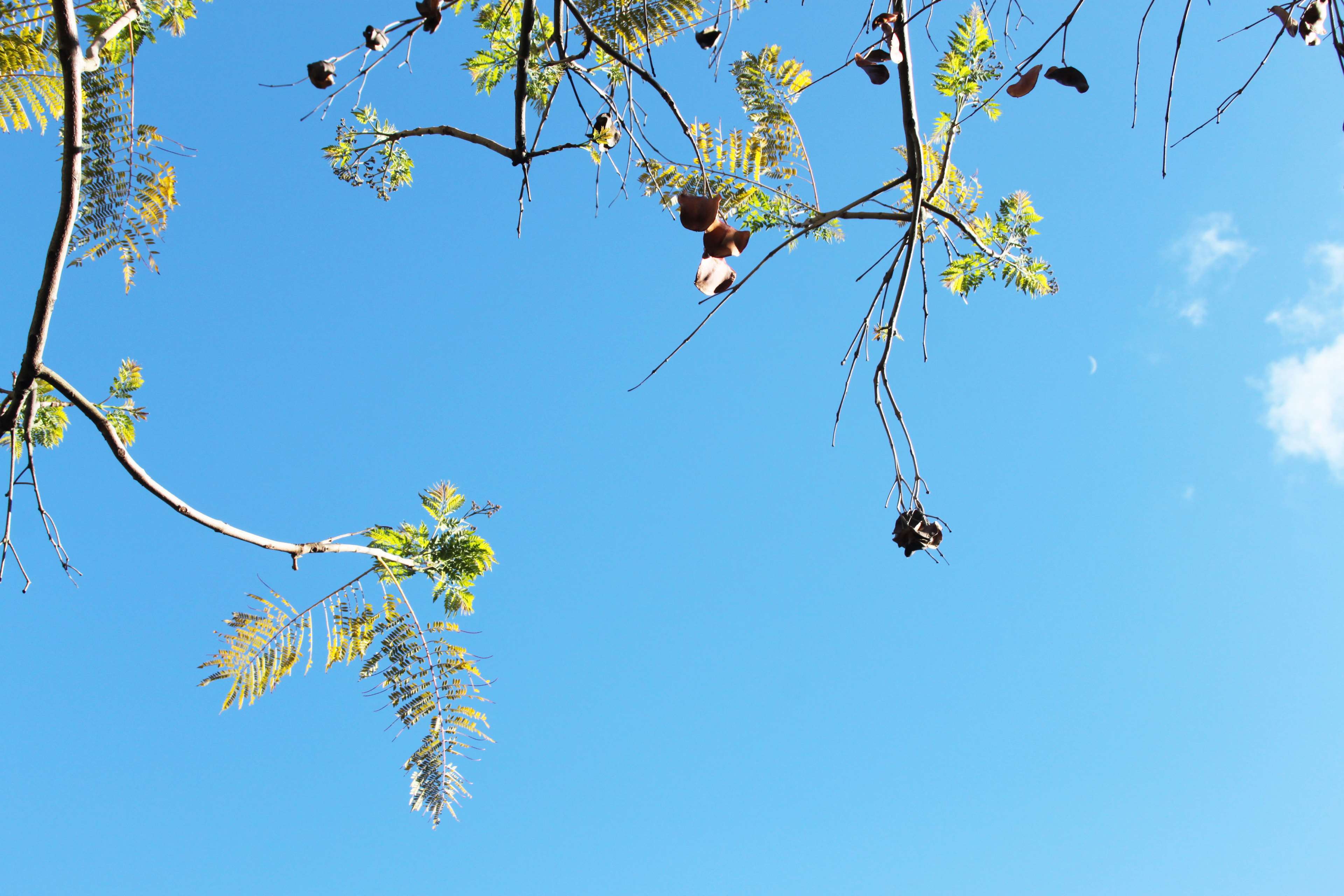 Tree branches against a blue sky HD Wallpaper