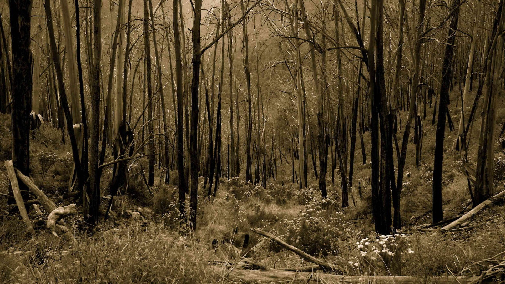 Burnt forest with regrowth and white flowers HD Wallpaper