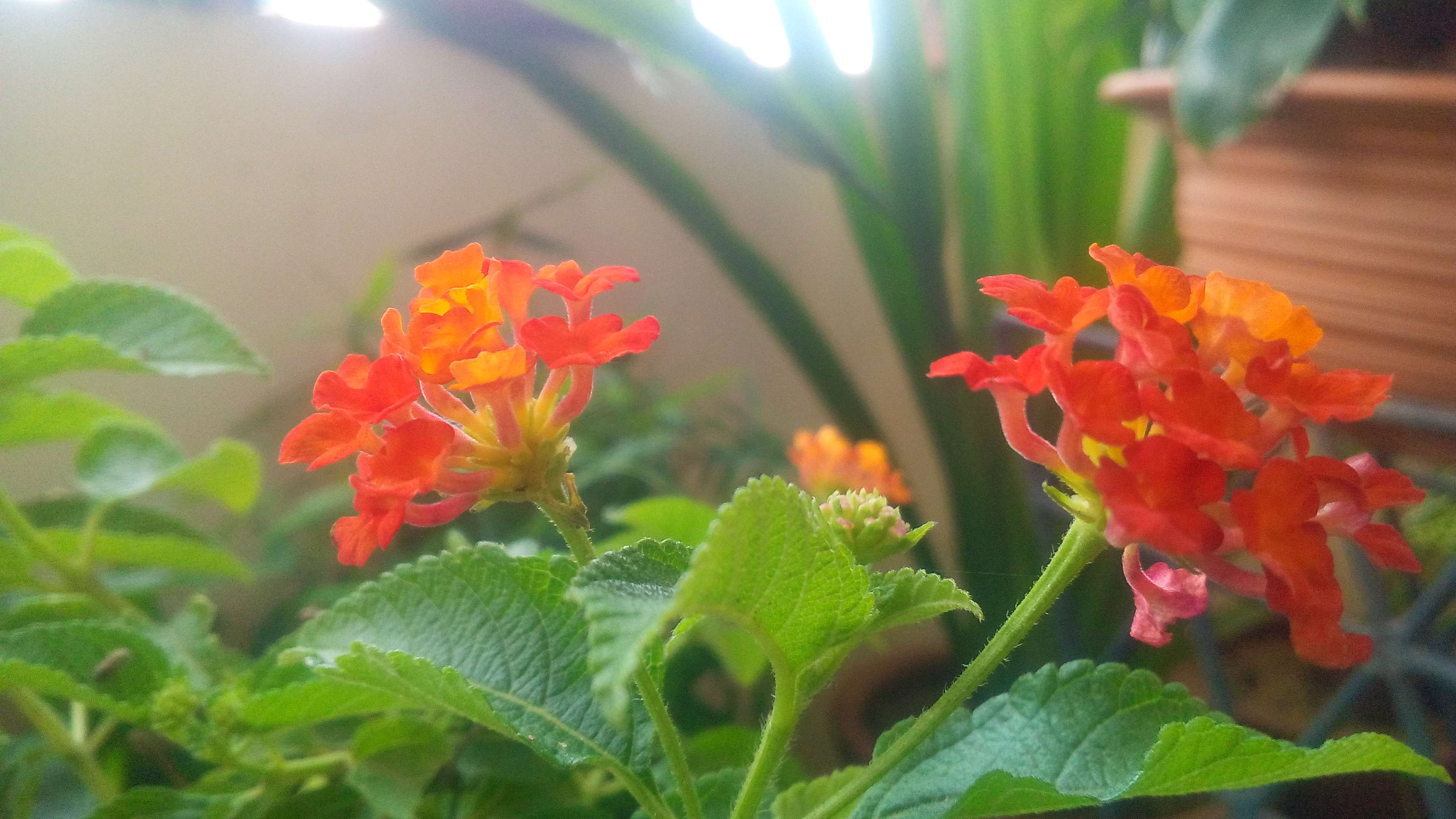 Orange and red Lantana flowers in a home garden HD Wallpaper