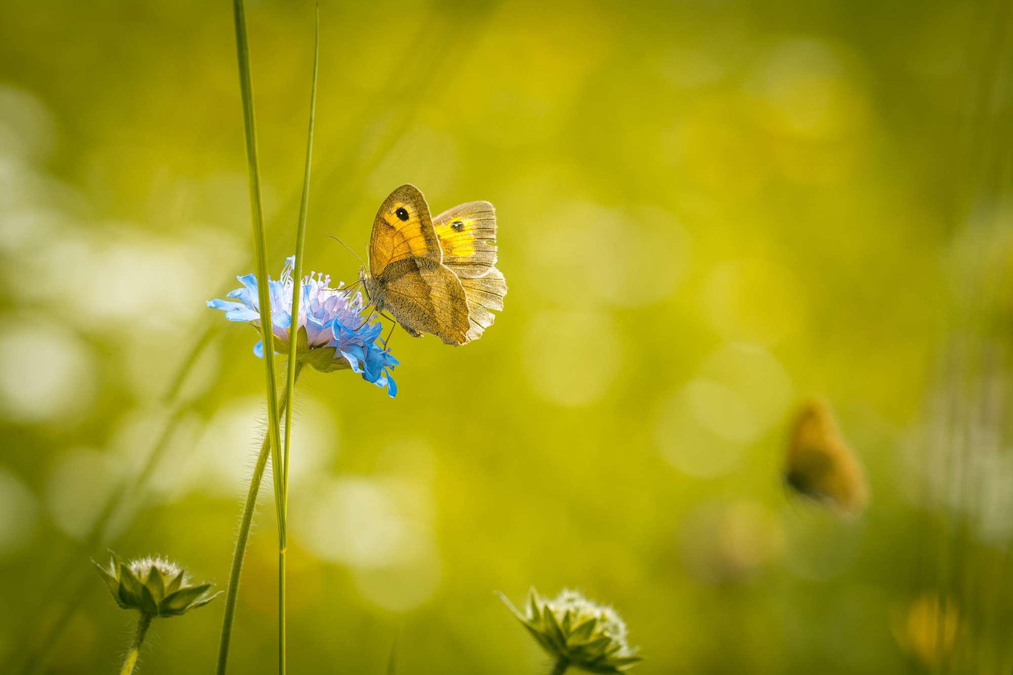 Brown butterfly on a blue flower in a meadow HD Wallpaper