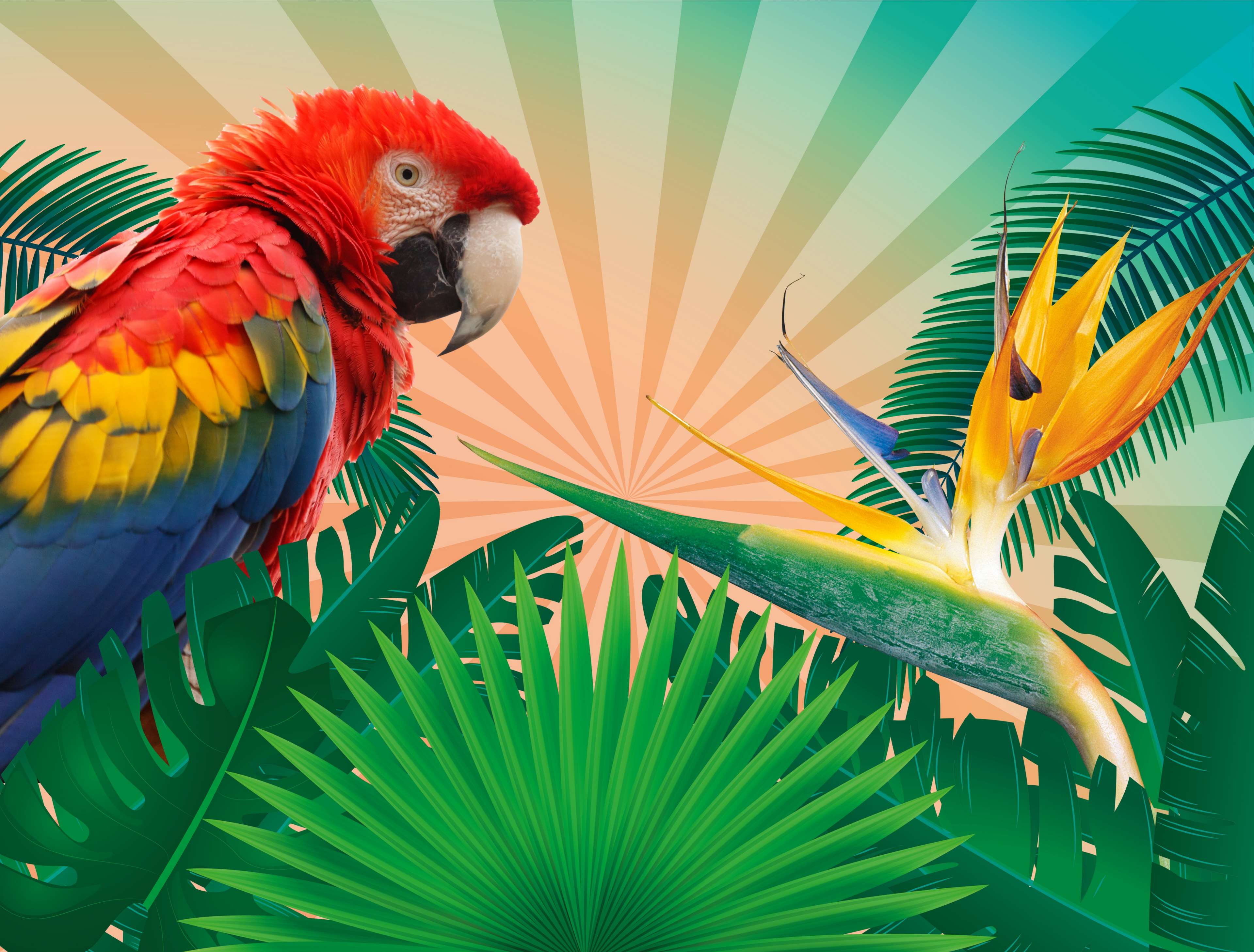 Scarlet Macaw Parrot and Bird of Paradise Flower HD Wallpaper