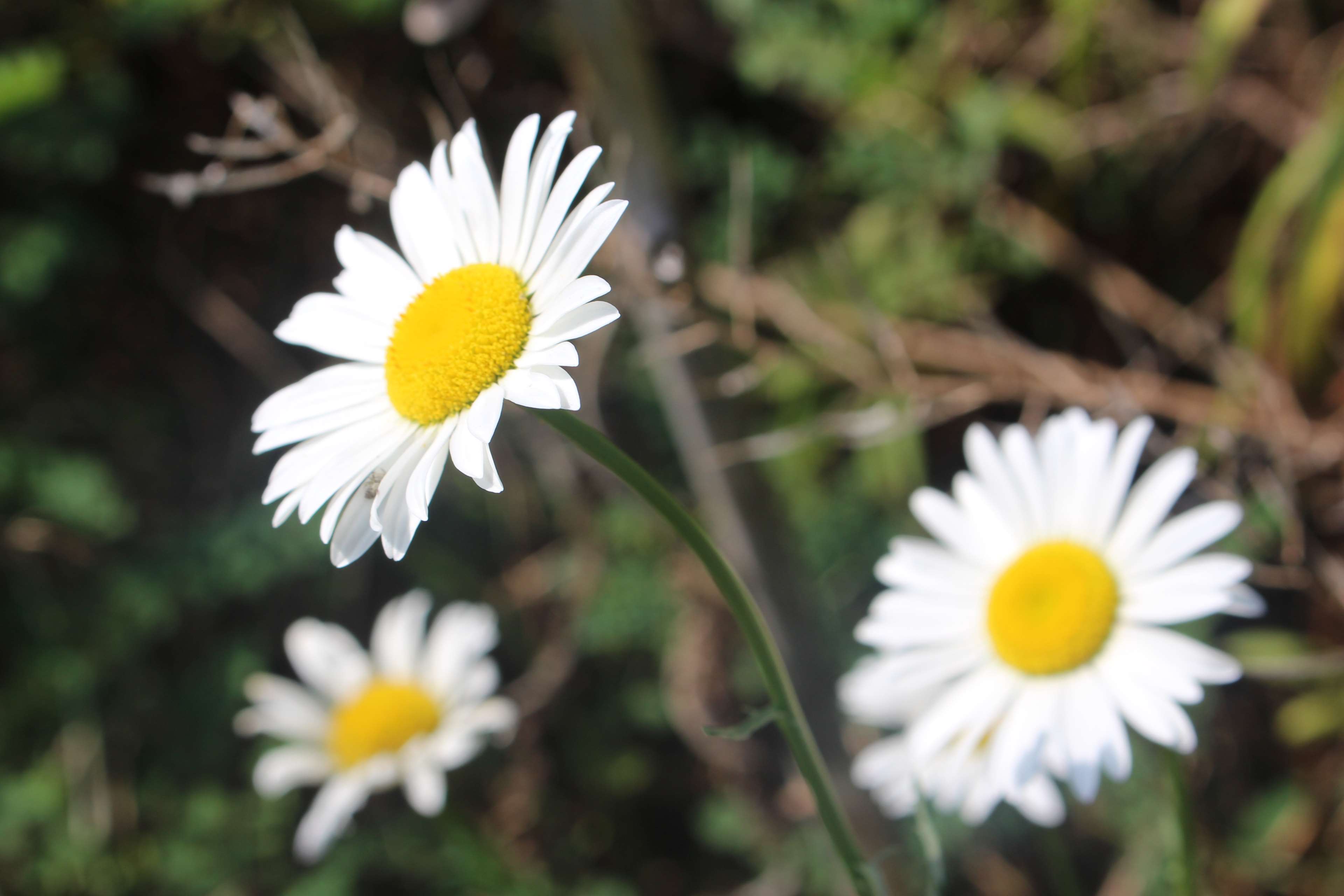 White daisies with yellow centers in nature HD Wallpaper