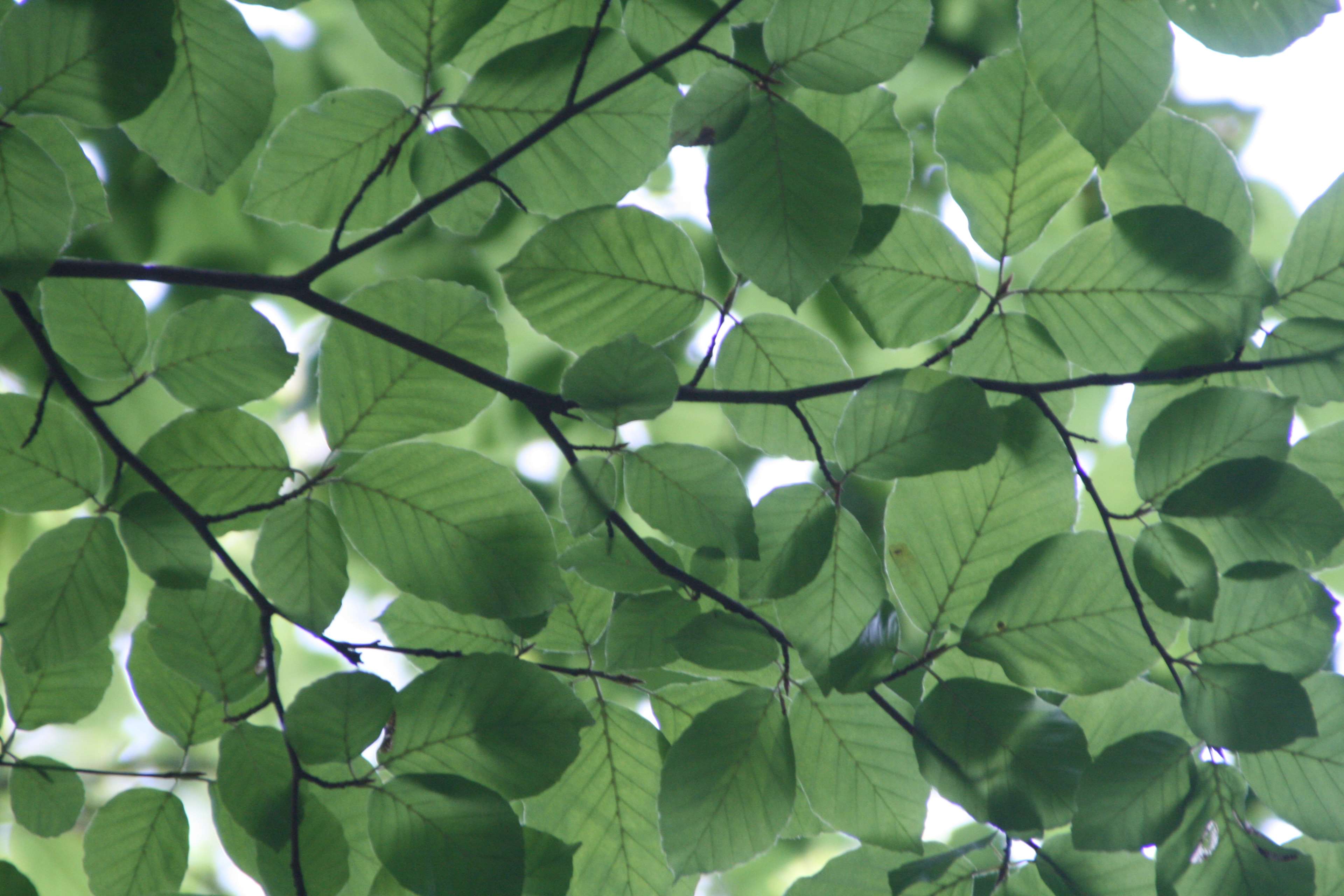 Green leaves and branches of a tree HD Wallpaper