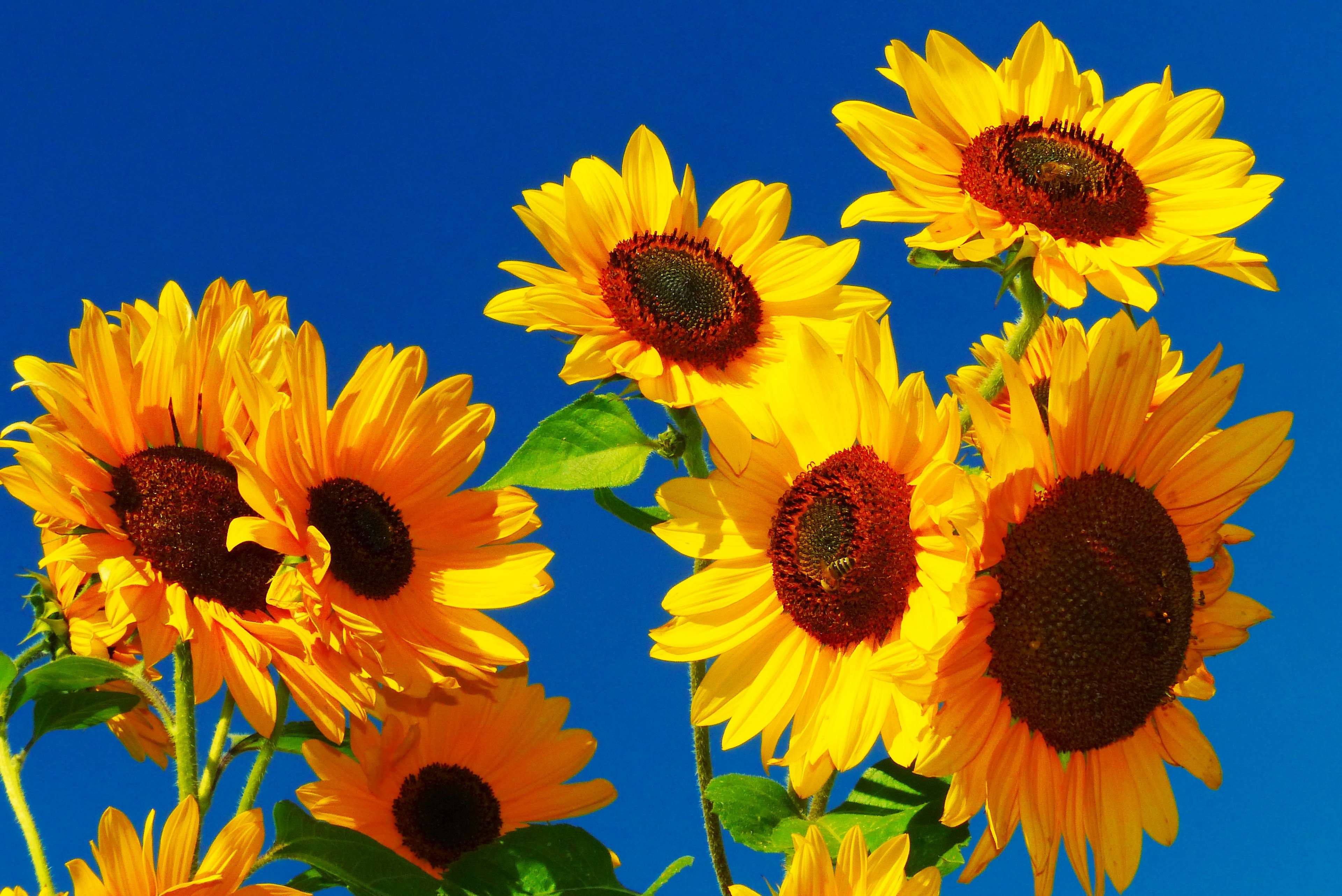 Sunflowers against a bright blue sky HD Wallpaper