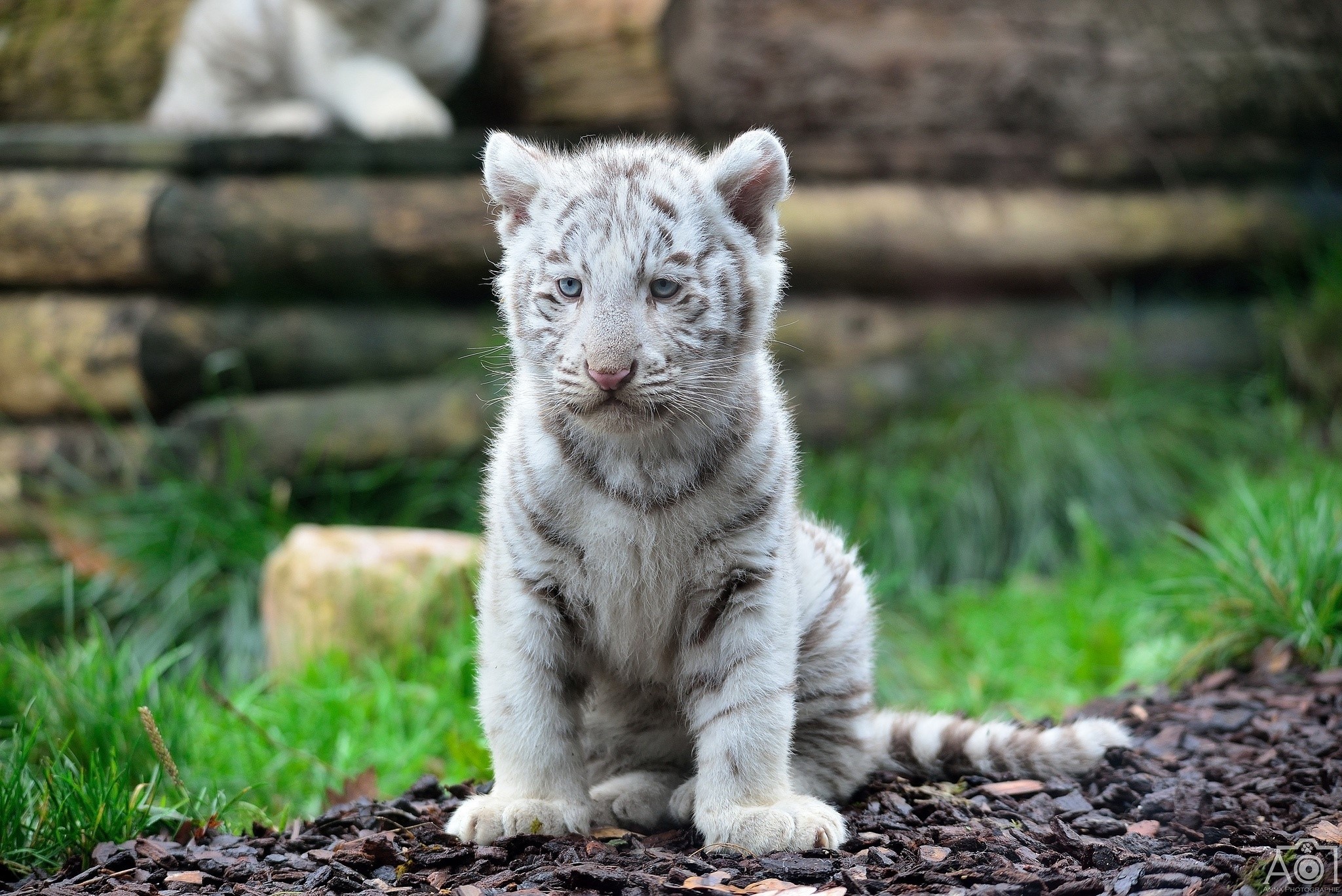 Adorable White Tiger Cub Sitting Outdoors HD Wallpaper