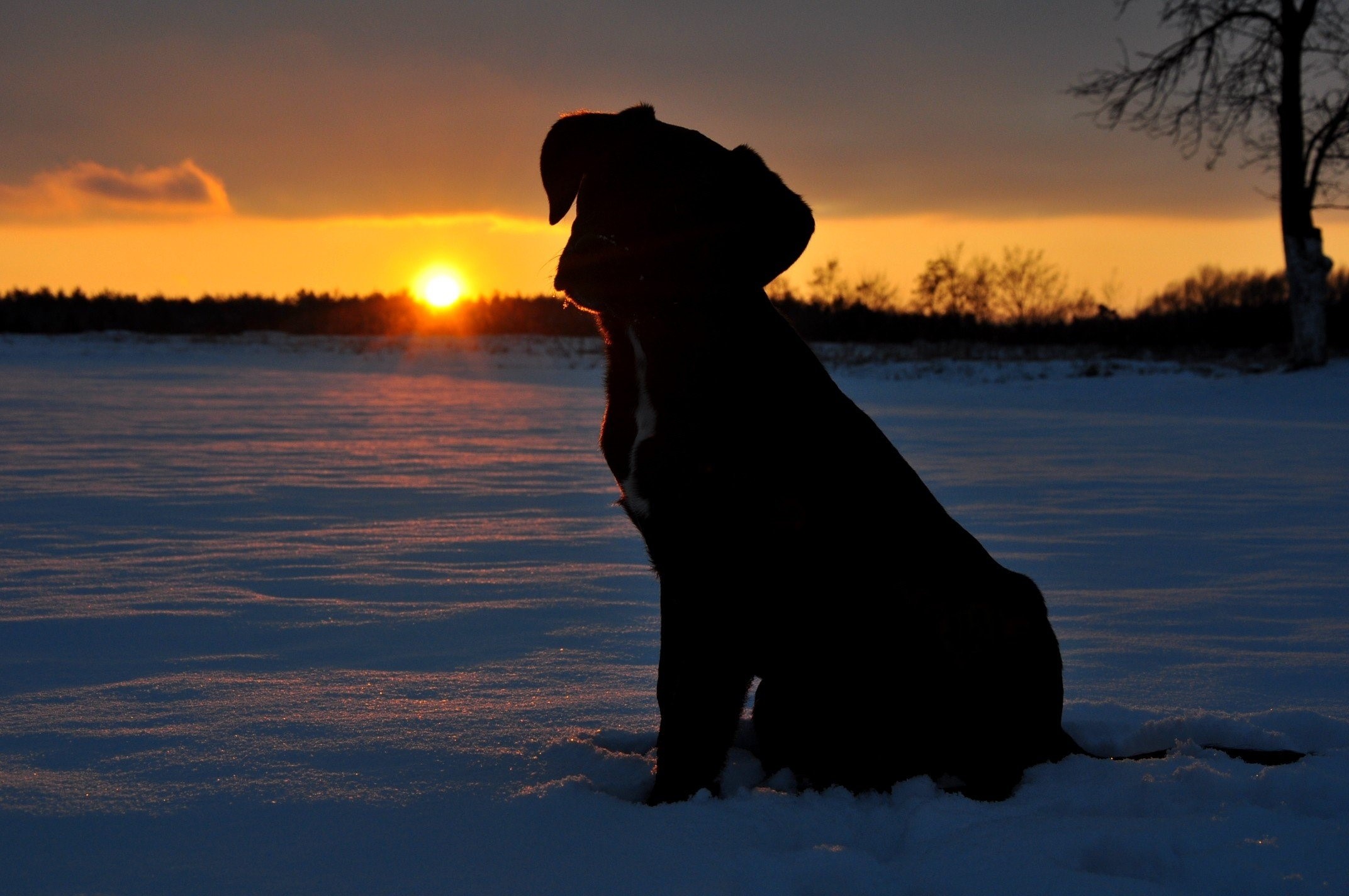 Silhouette of Puppy Sitting in Snow at Sunset HD Wallpaper