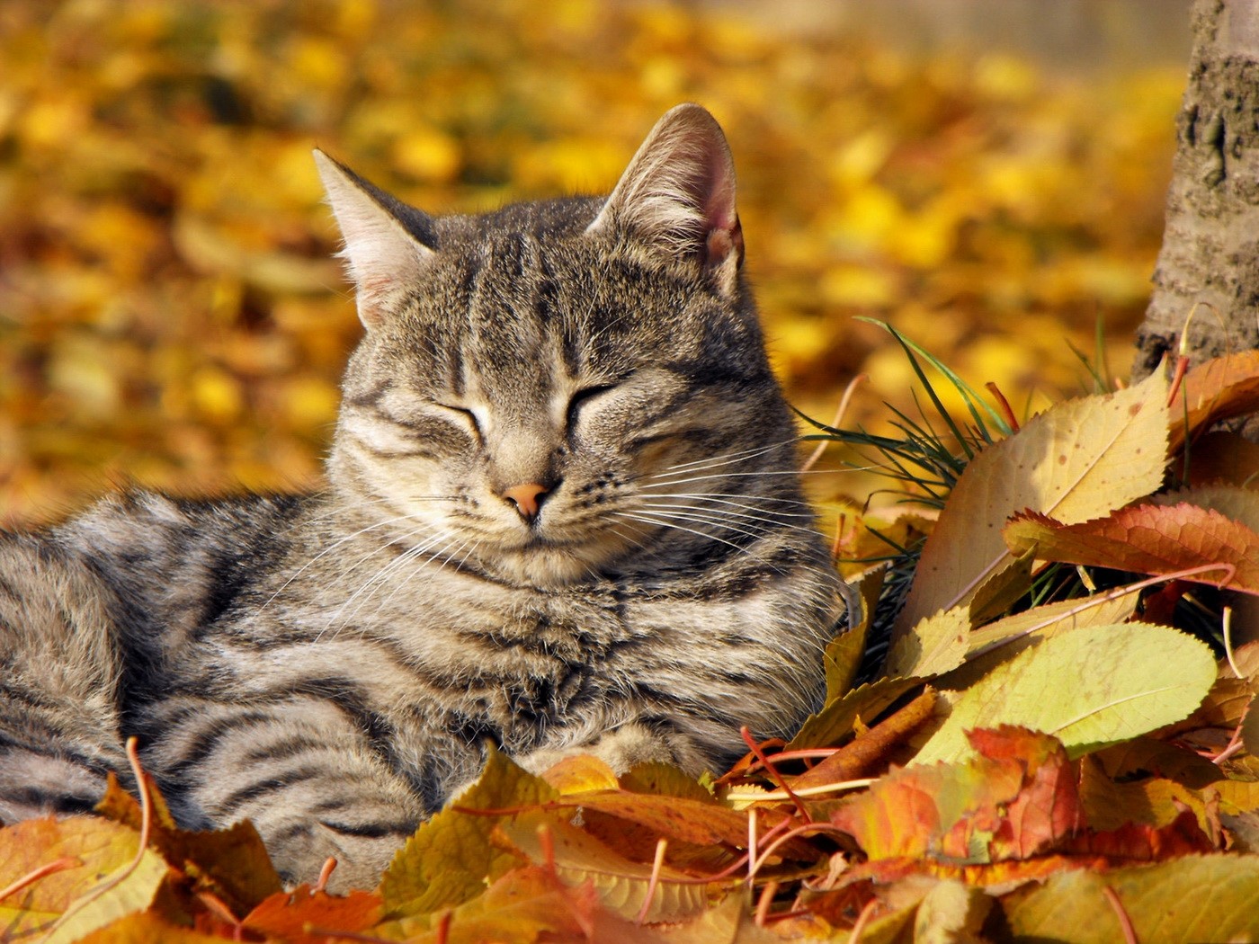 Tabby cat sleeping in autumn leaves HD Wallpaper