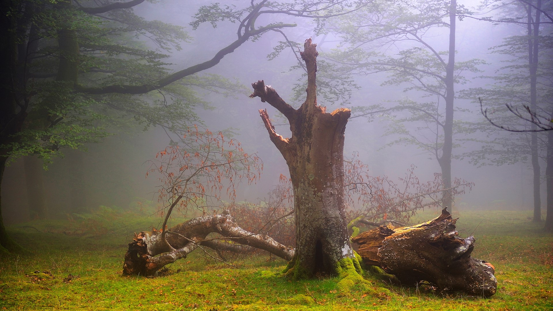 Misty forest with fallen trees and a dead tree stump HD Wallpaper