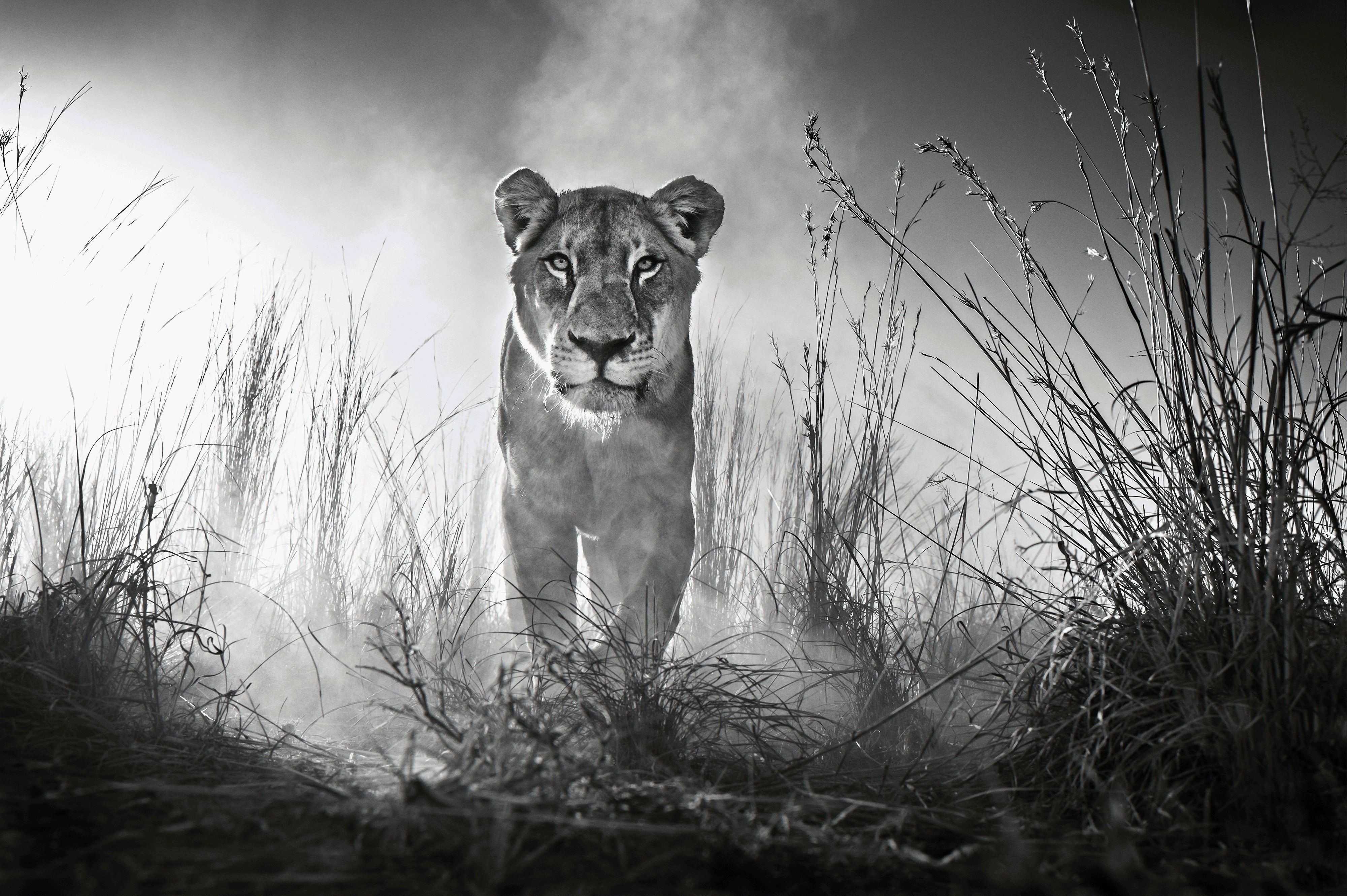 Lion in tall grass, black and white, 4K HD Wallpaper
