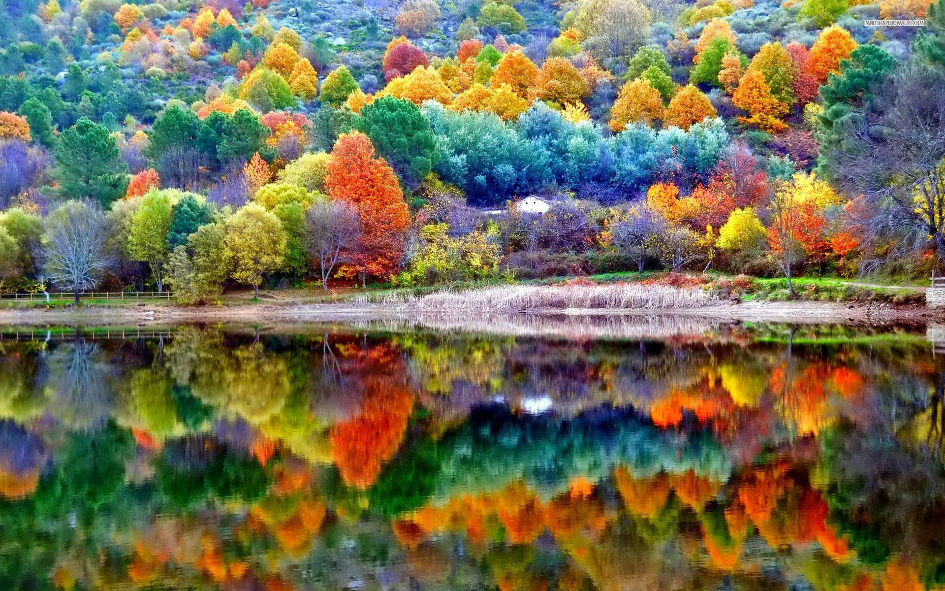Vibrant Autumn Trees Reflecting on Calm Lake HD Wallpaper
