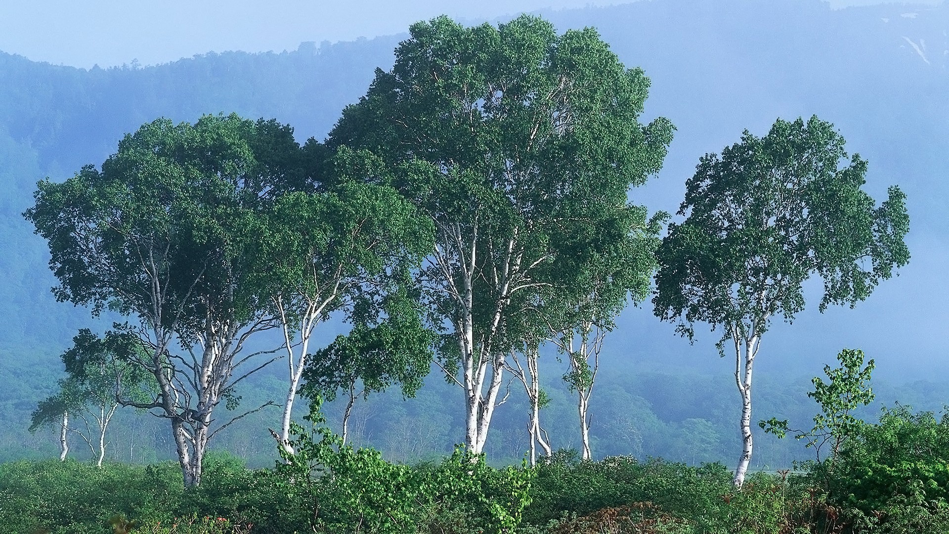 Birch trees in a misty forest landscape HD Wallpaper
