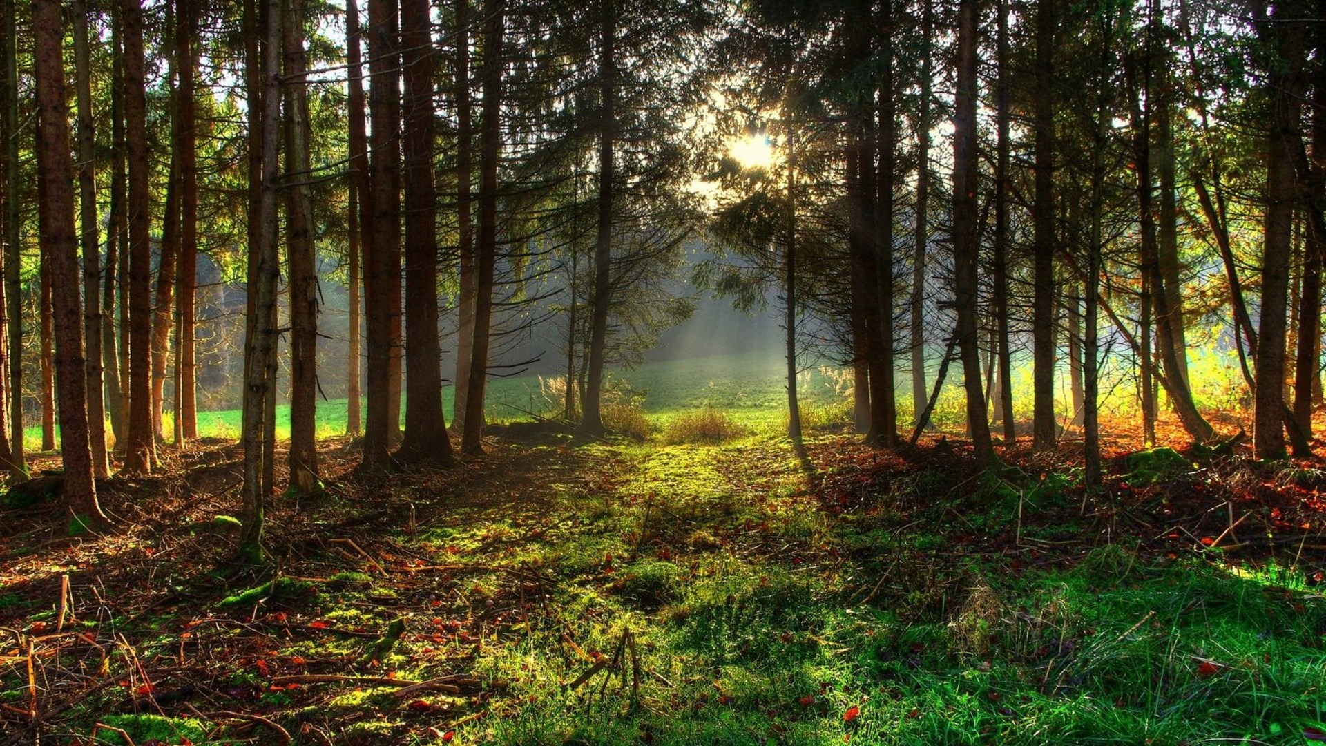 Sunlight filtering through a dense forest canopy HD Wallpaper