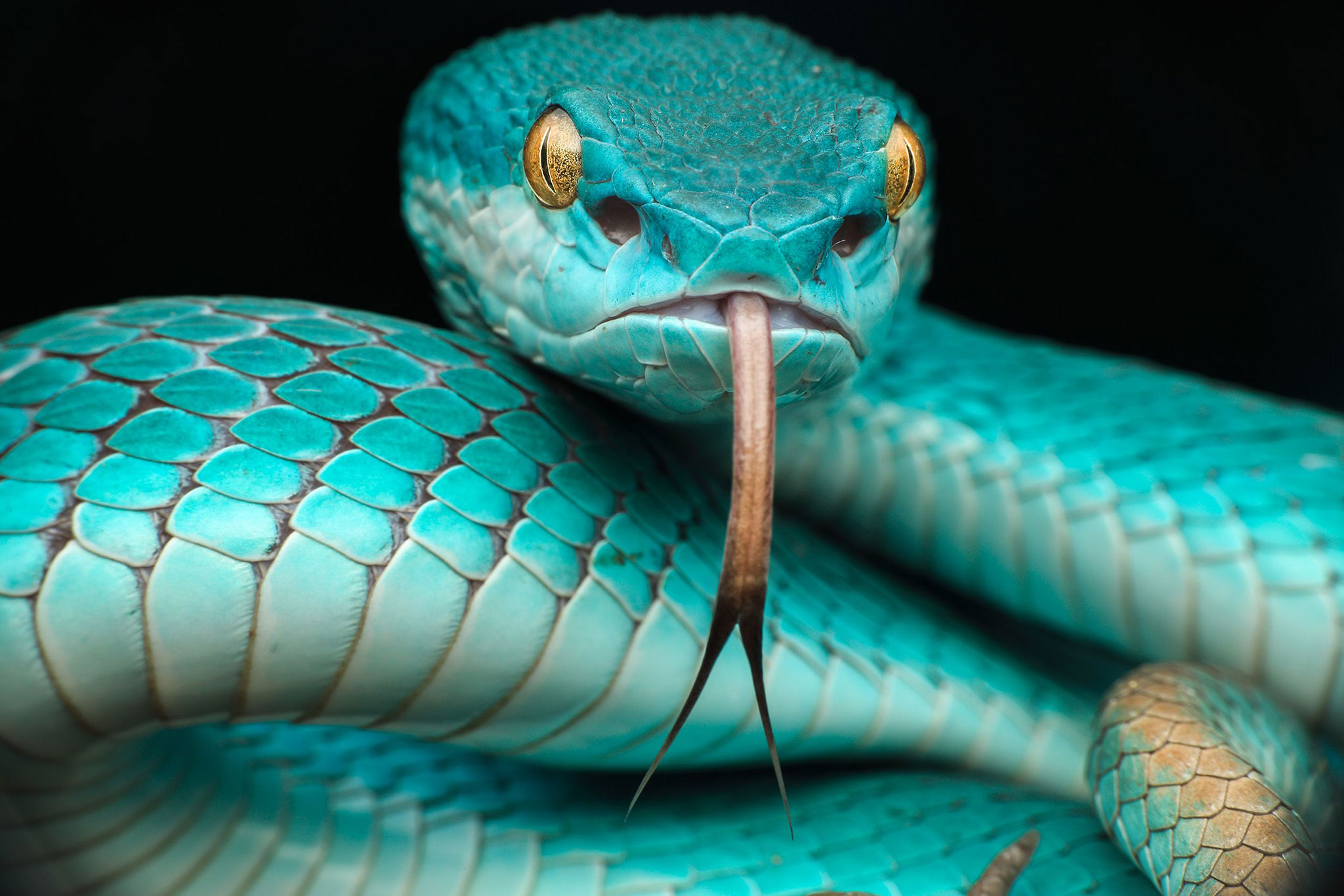 Close-up of a blue viper snake with yellow eyes HD Wallpaper