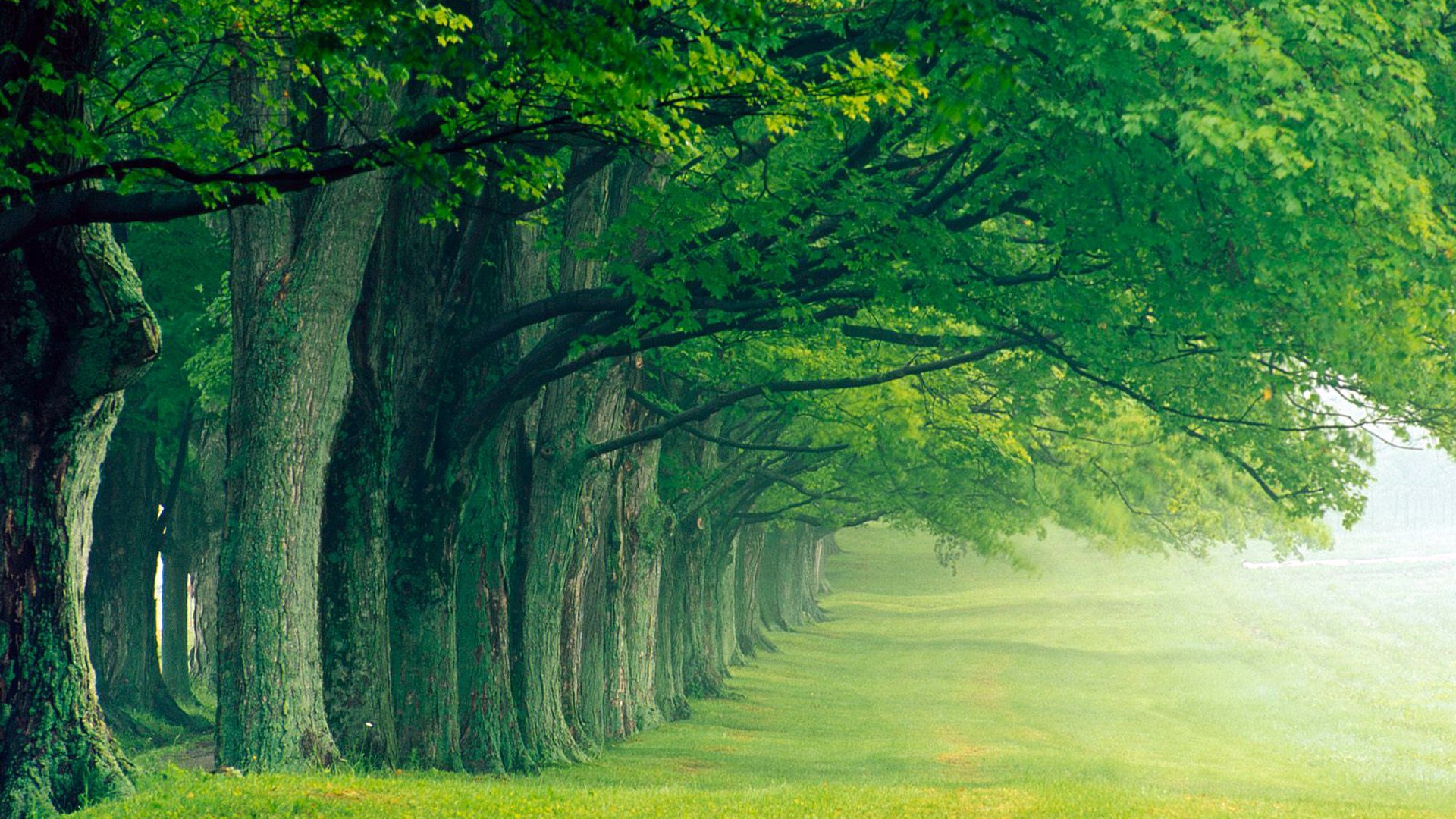 A row of large trees with green leaves HD Wallpaper