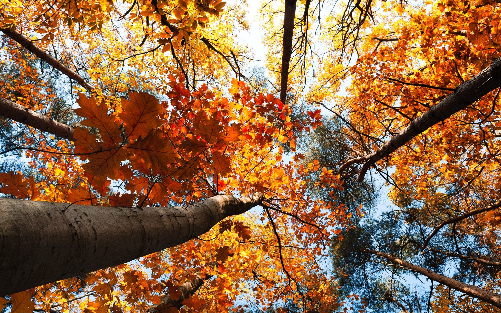 Autumn forest canopy viewed from below HD Wallpaper